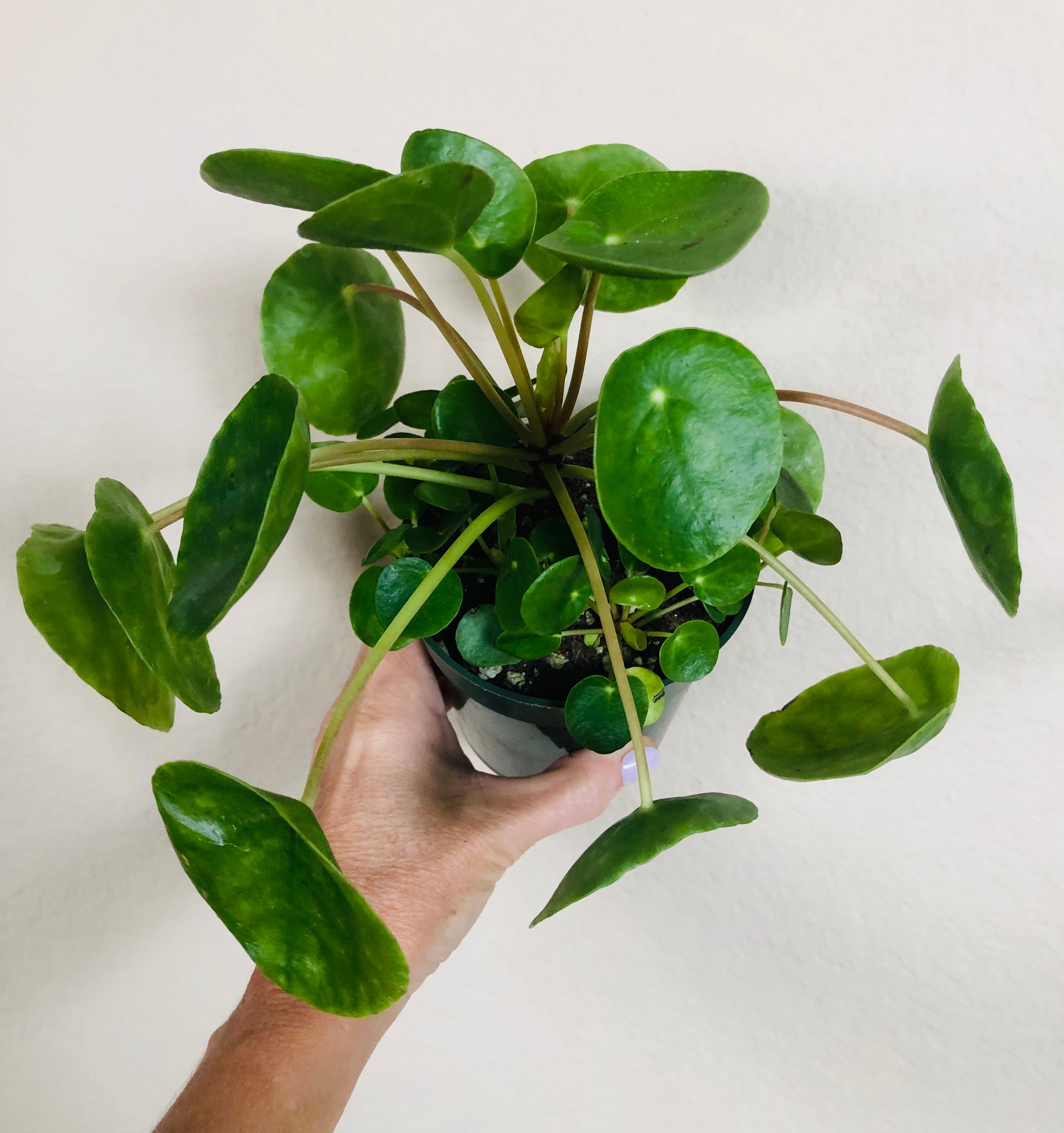 Pilea Peperomioides