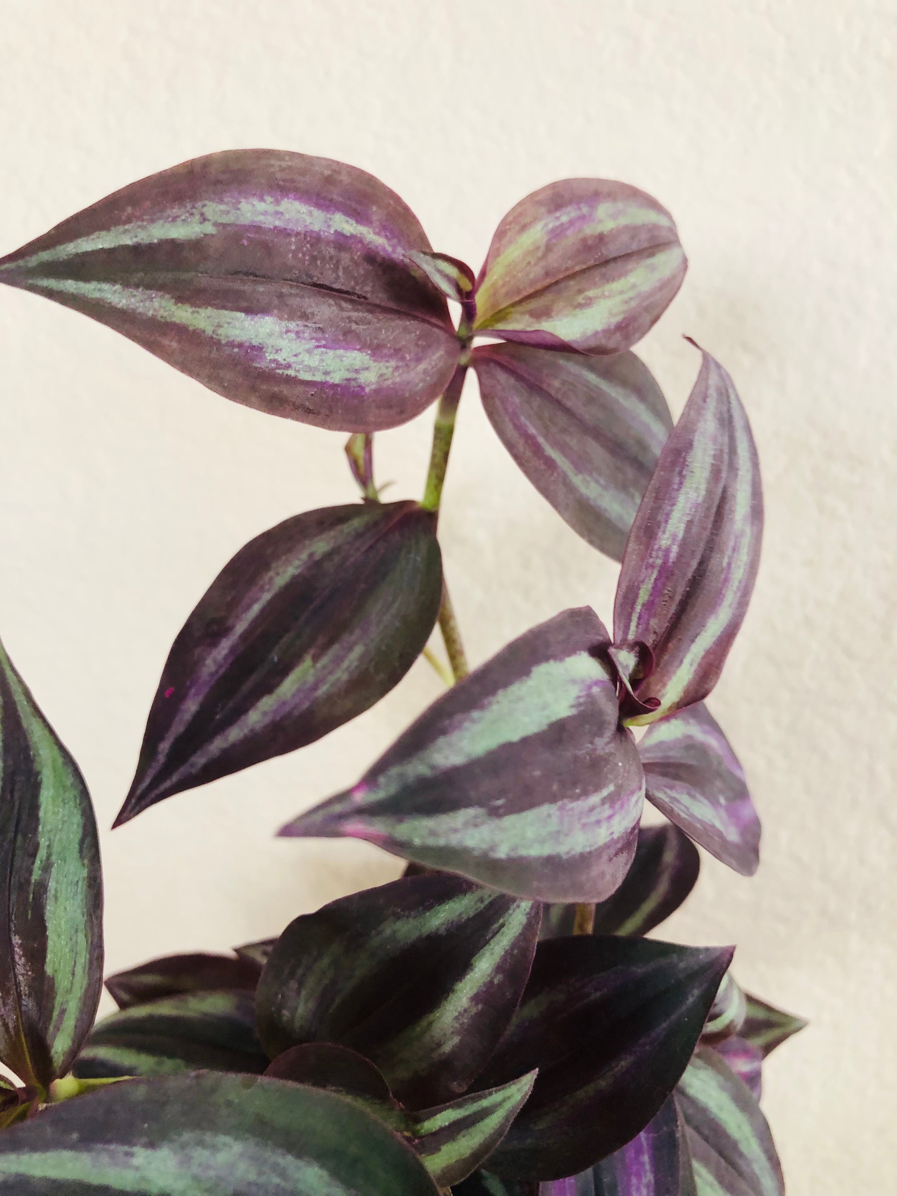 Tradescantia 'Red Gem'