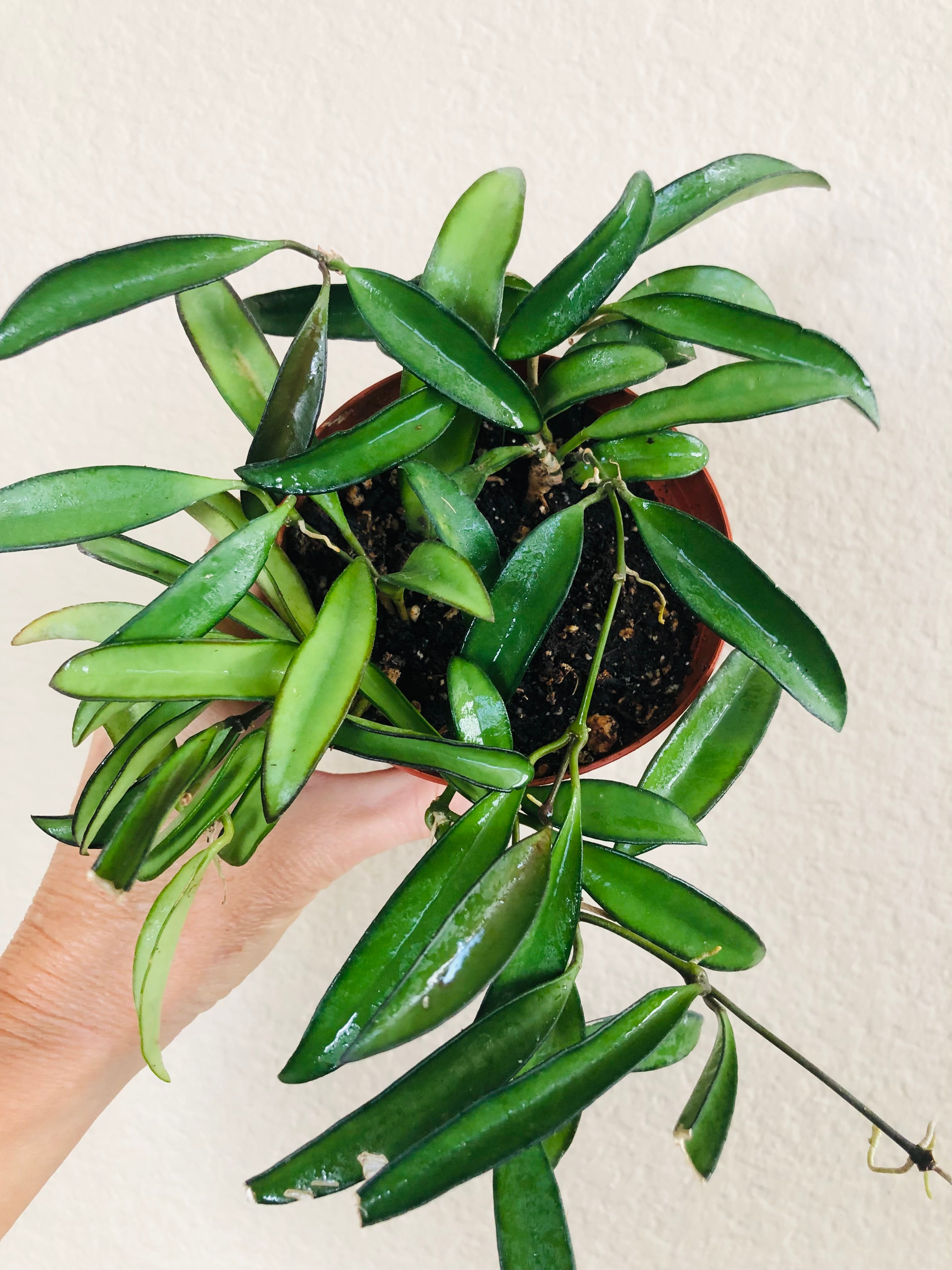Hoya 'Wayetii'