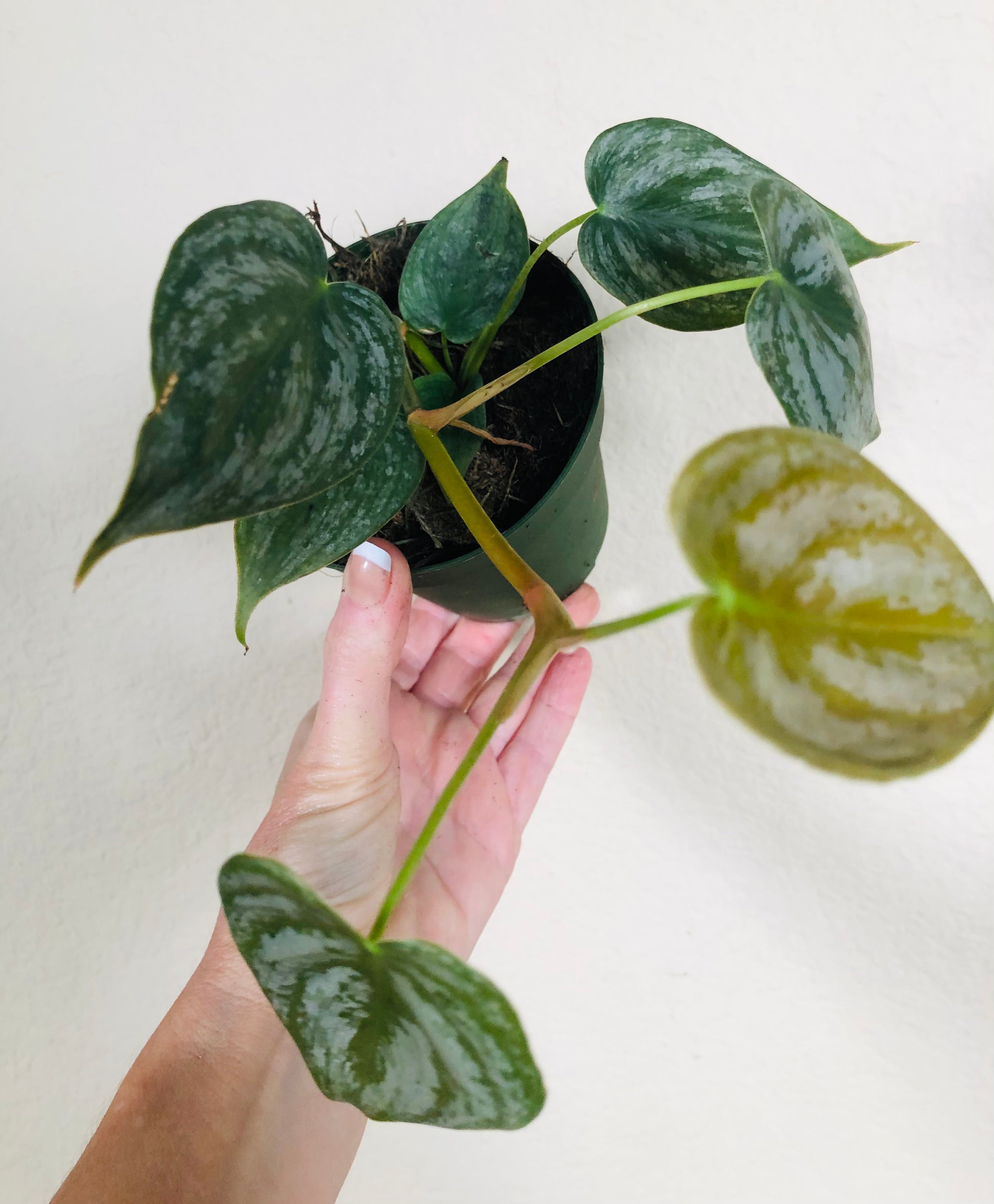 Philodendron Sodiroi
