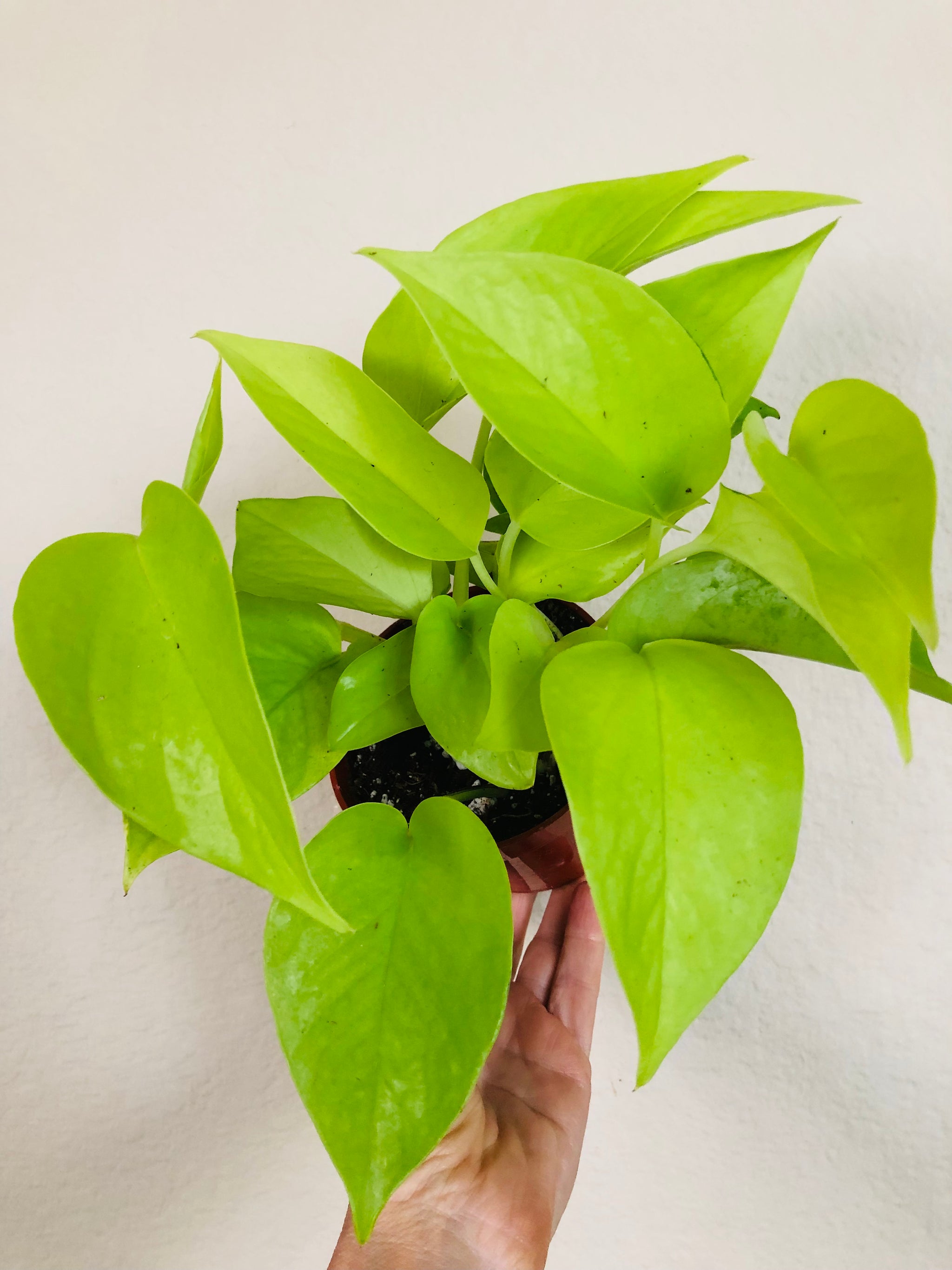 pothos neon green Pothos 'Neon'