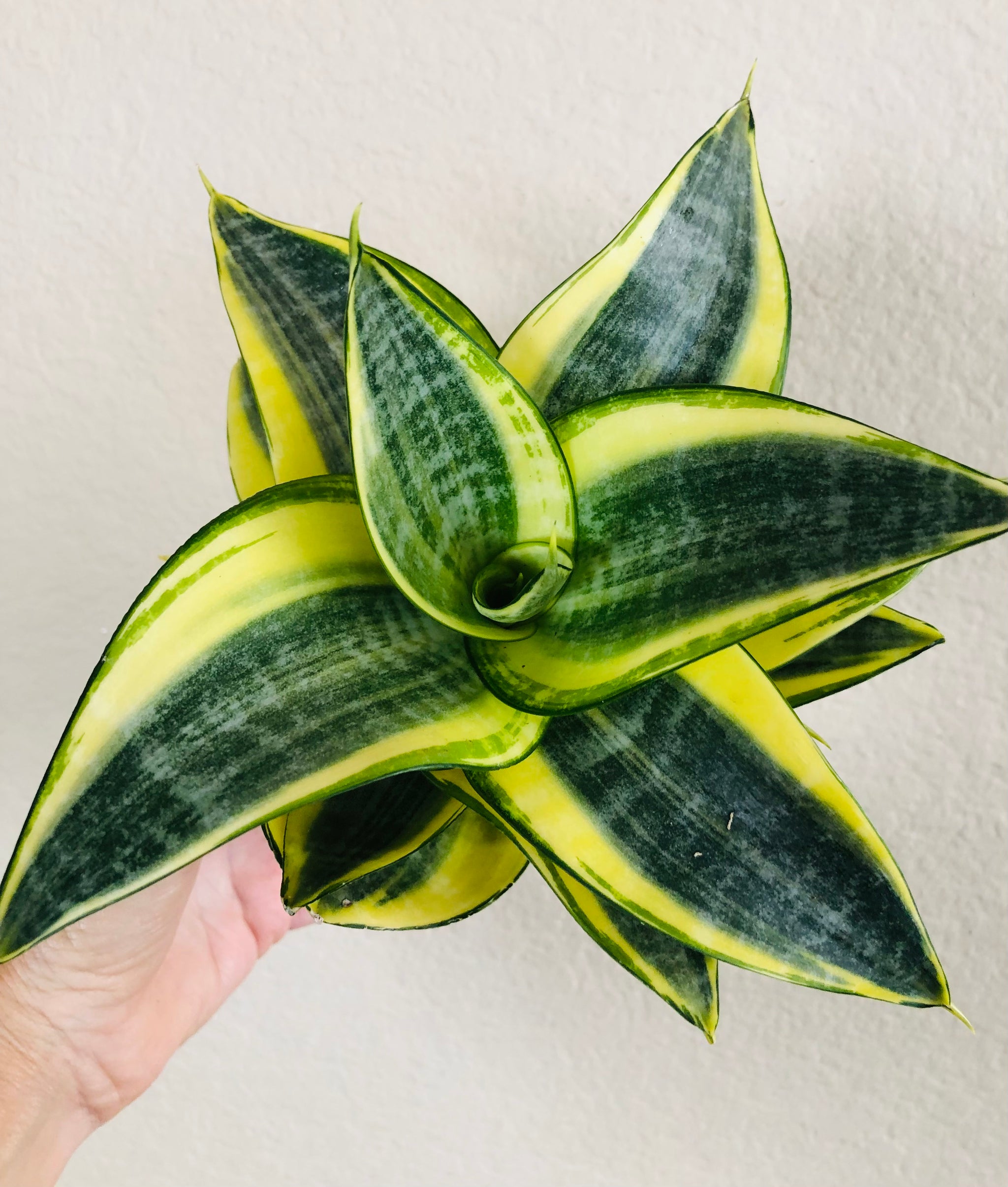 sansevieria wagner's gold Sansevieria Hahnii 'Gold Star'