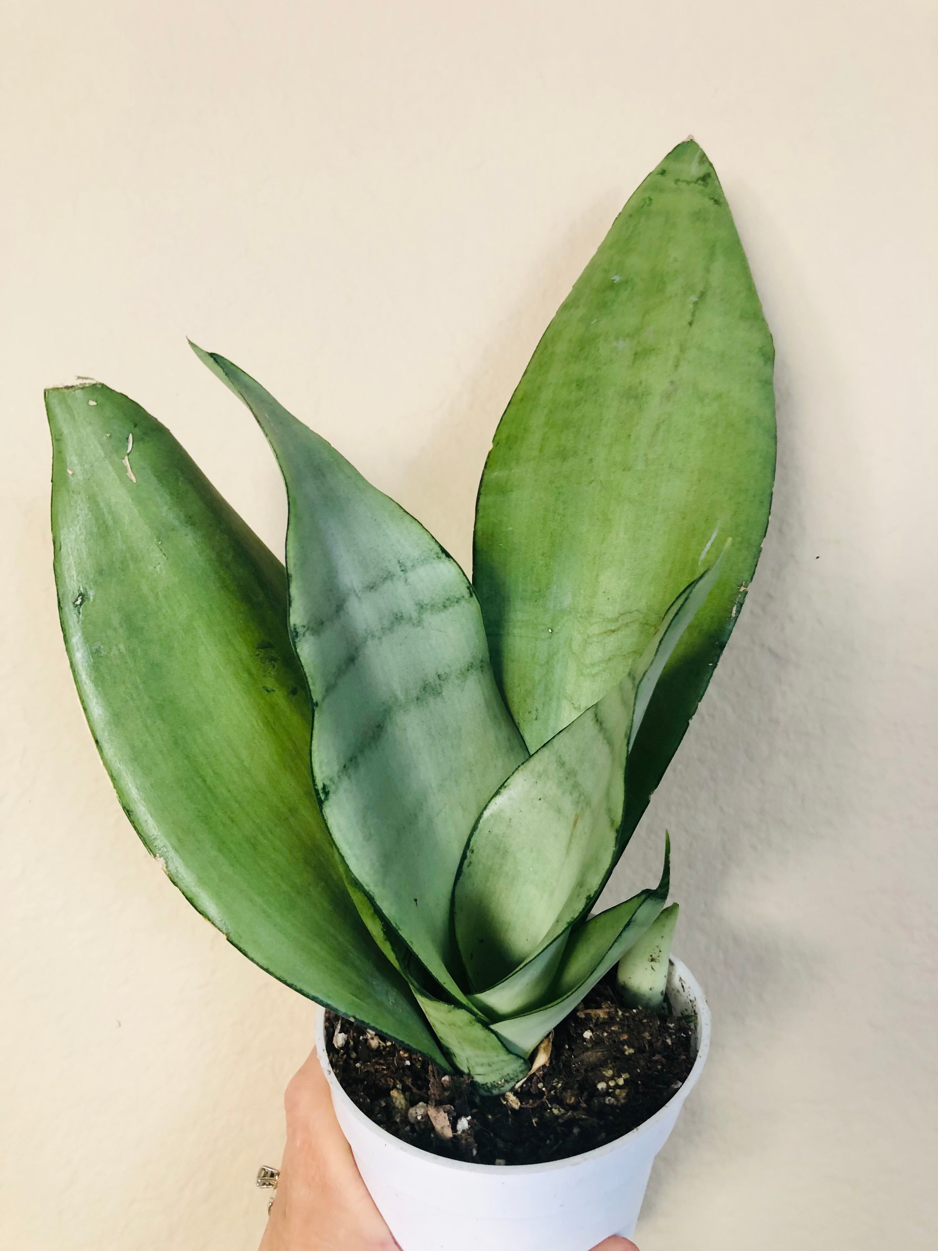 Sansevieria Trifasciata 'Moonshine'