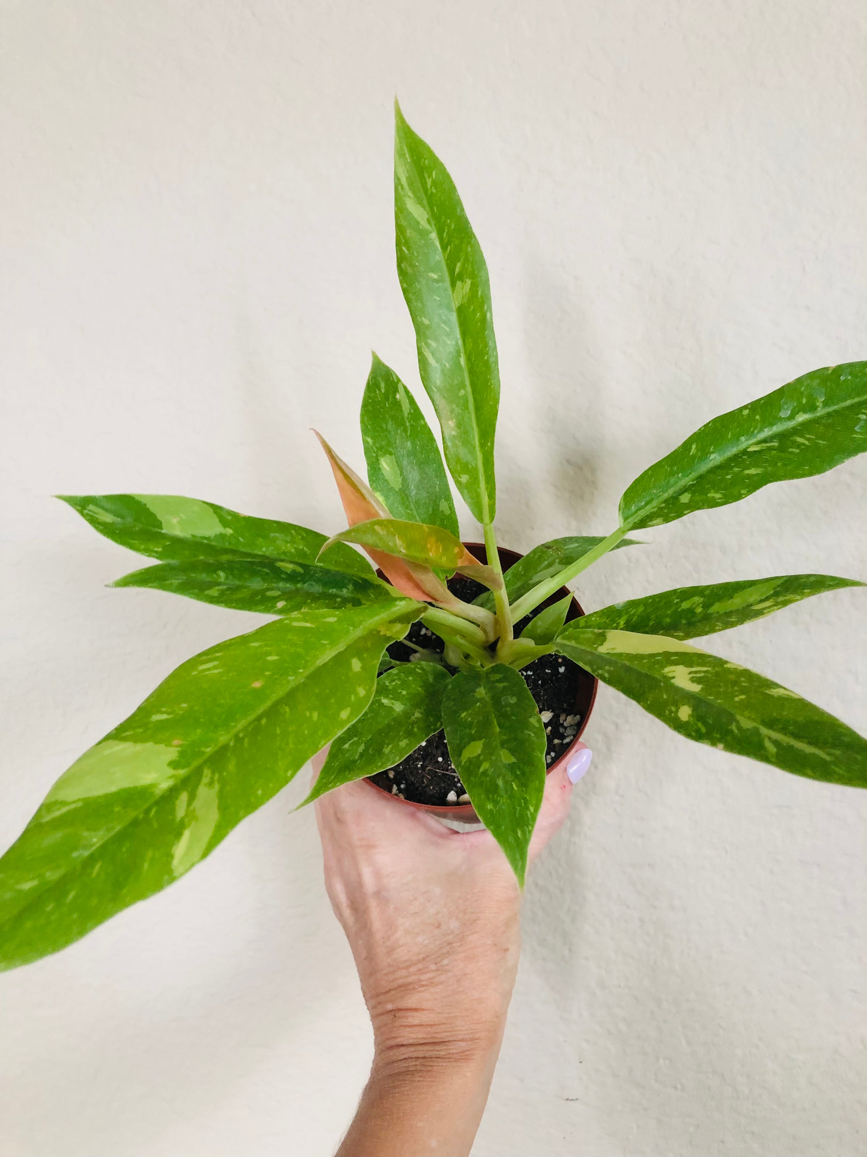 Philodendron 'Ring of Fire'