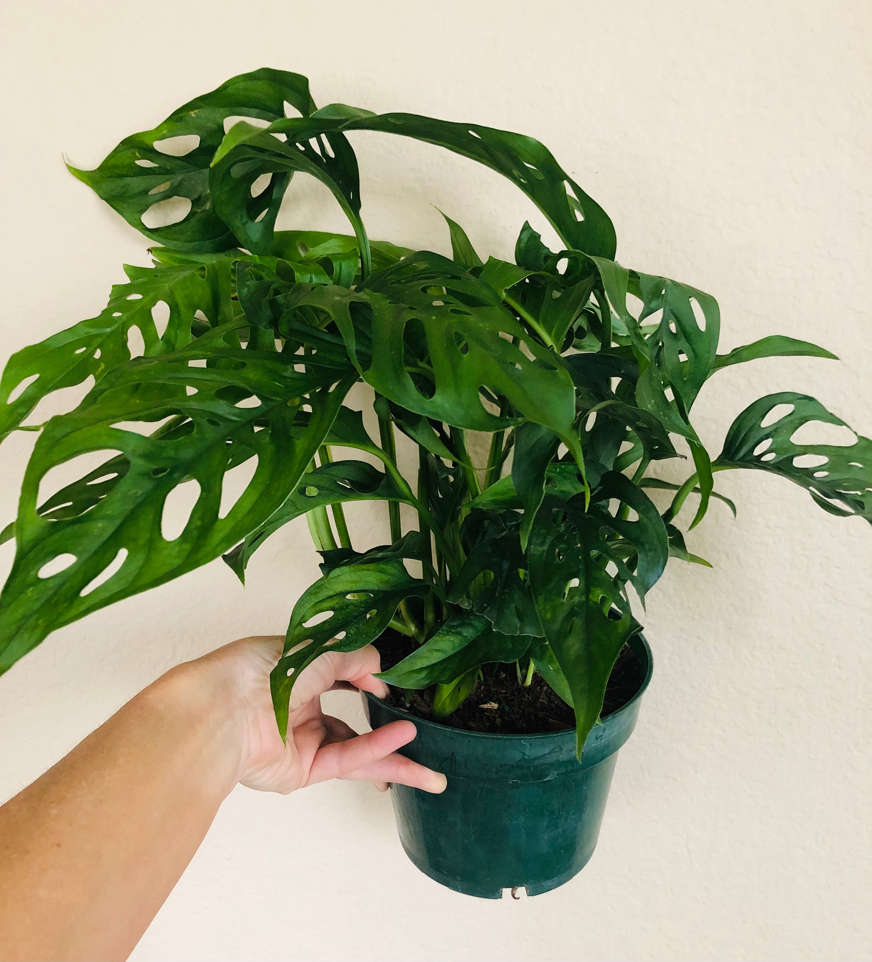 Monstera Adansonii 'Swiss Cheese'