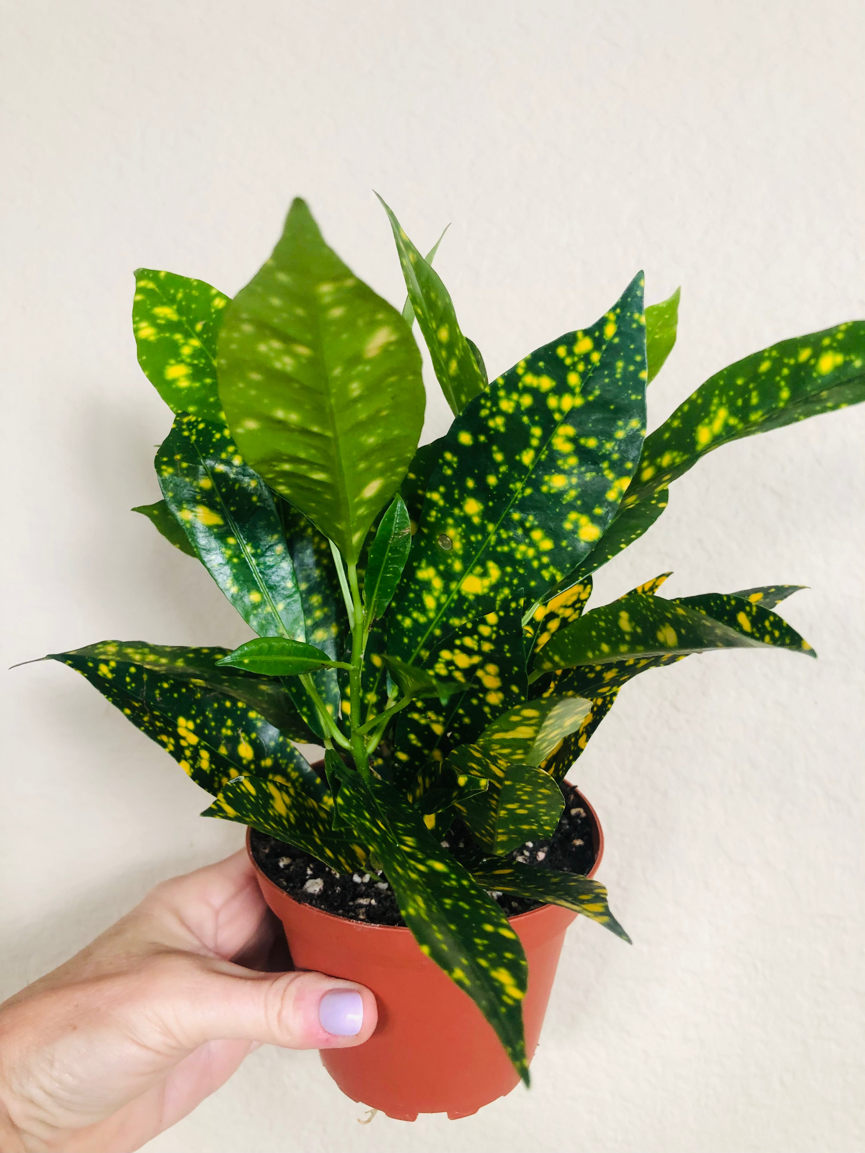 Croton 'Gold Dust'