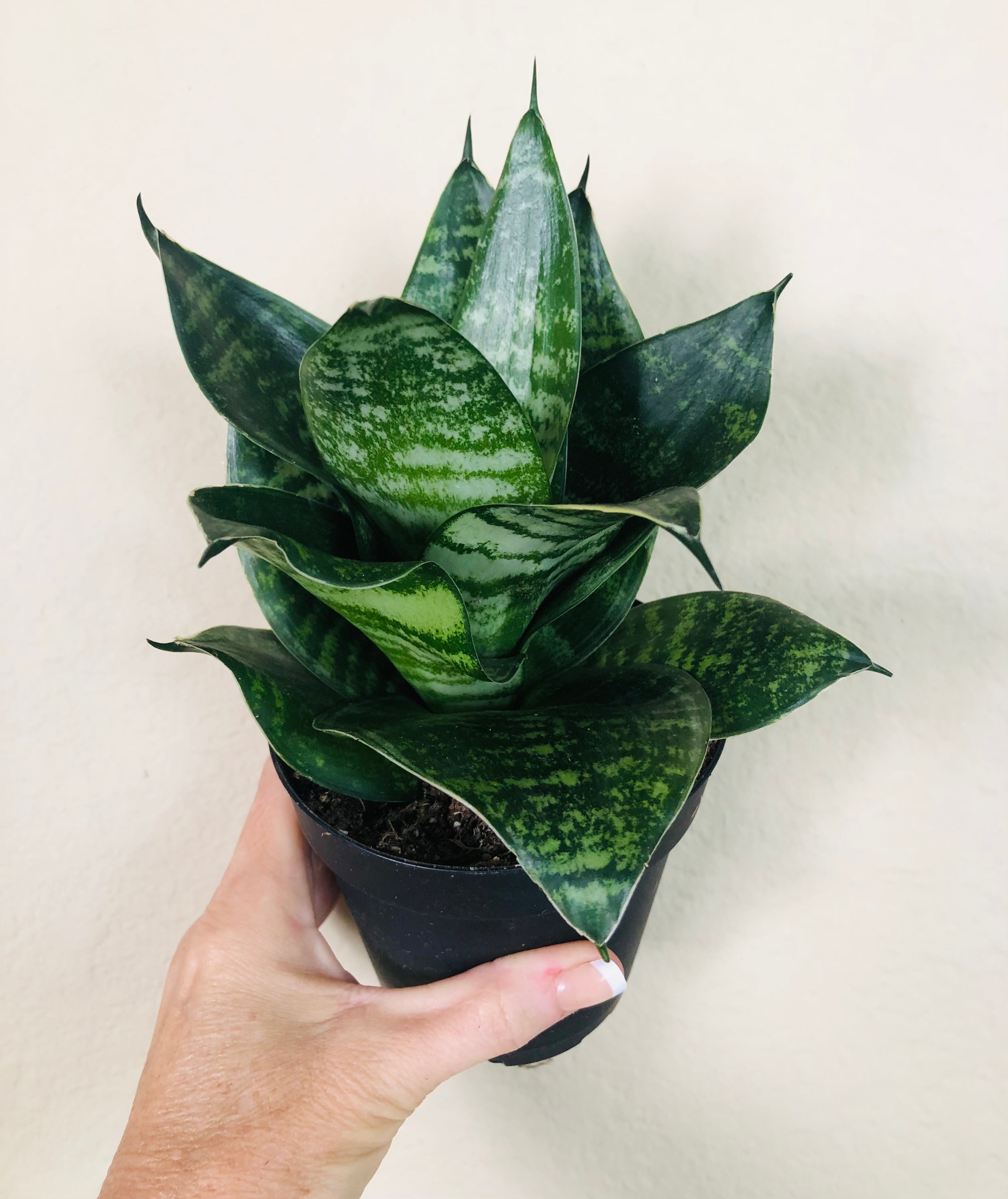 Sansevieria Hahnii 'Forest Star'