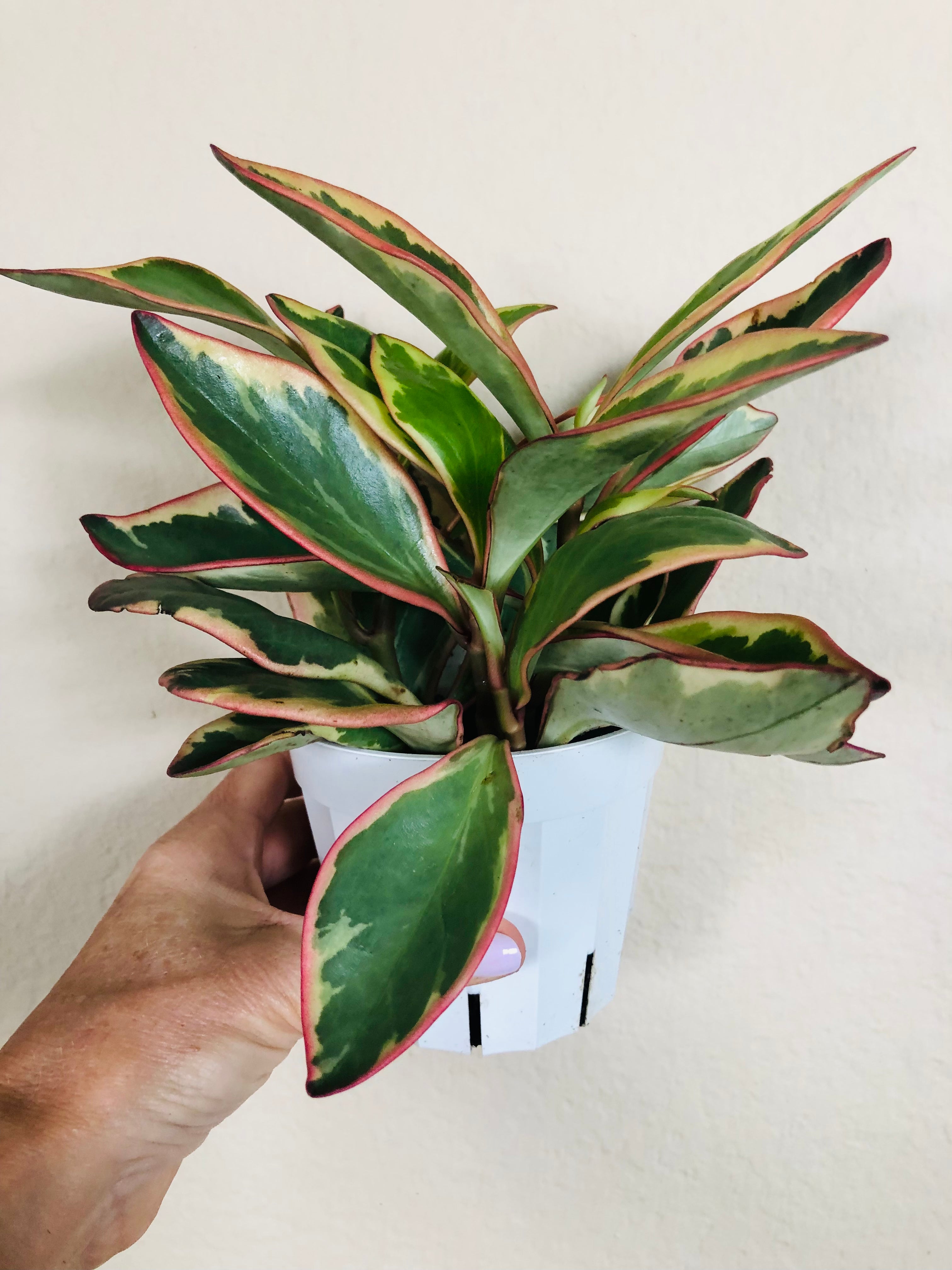Peperomia 'Ginny'