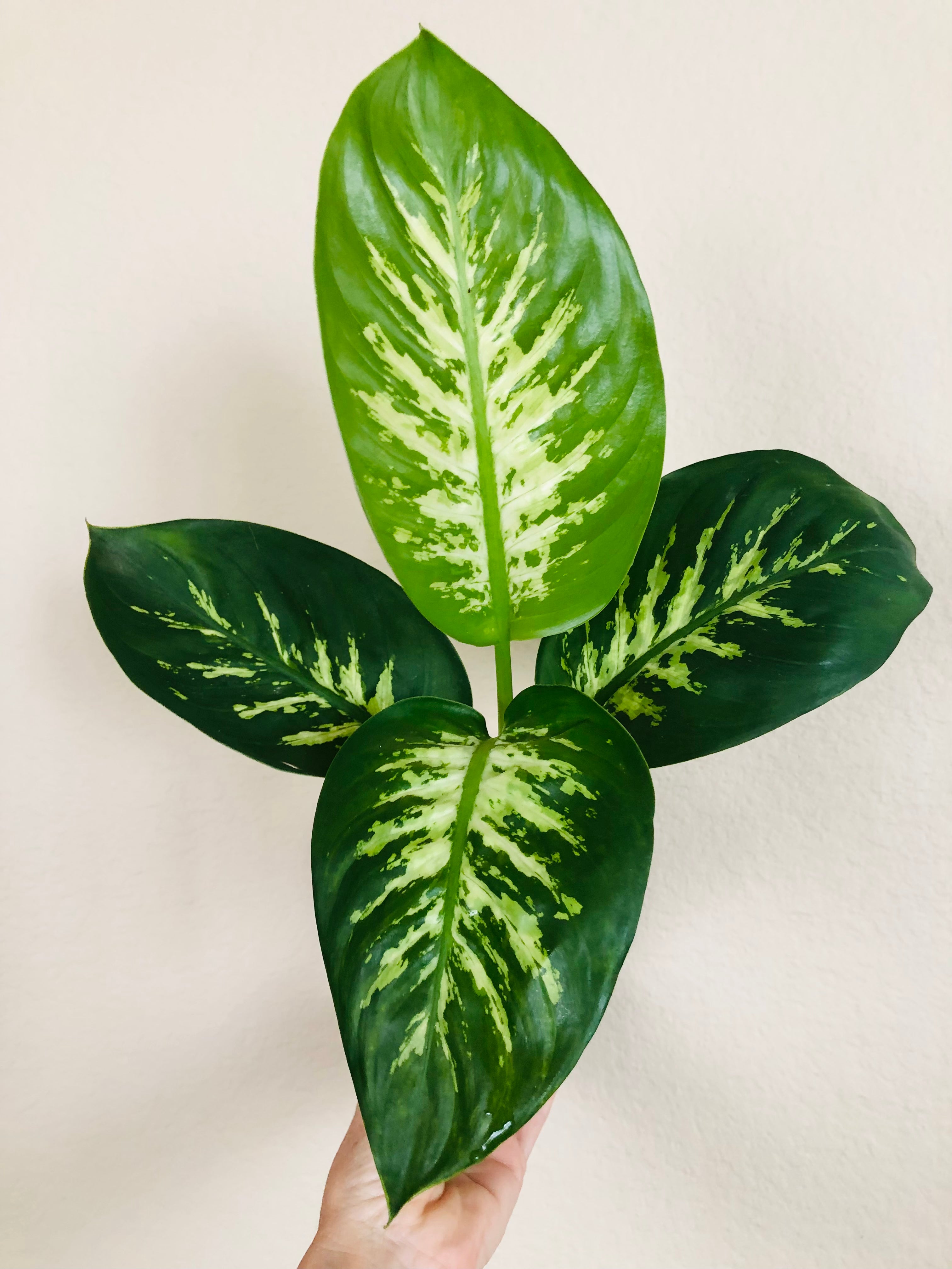 Dieffenbachia Tropic Snow