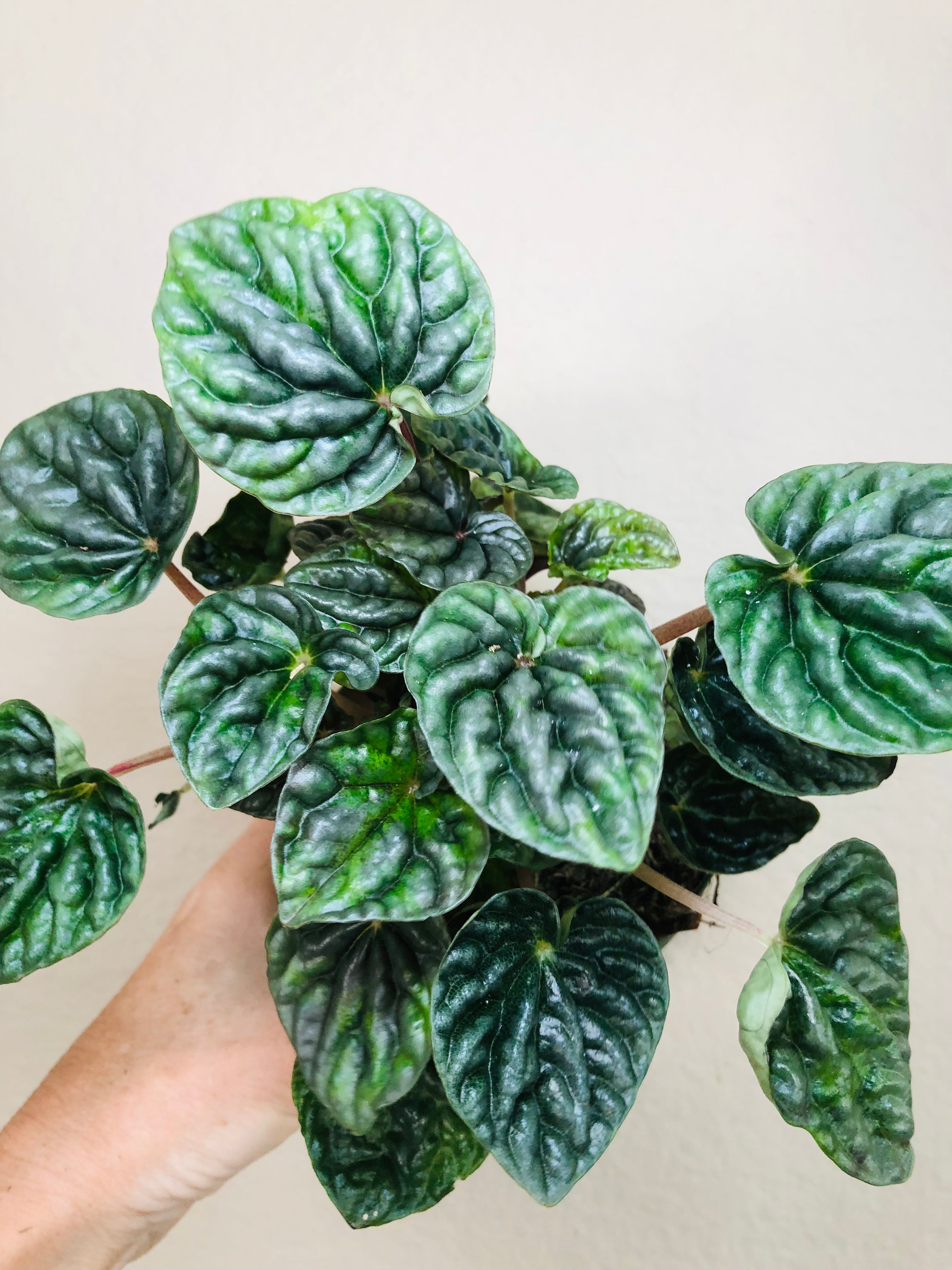 Peperomia 'Luna Grey'