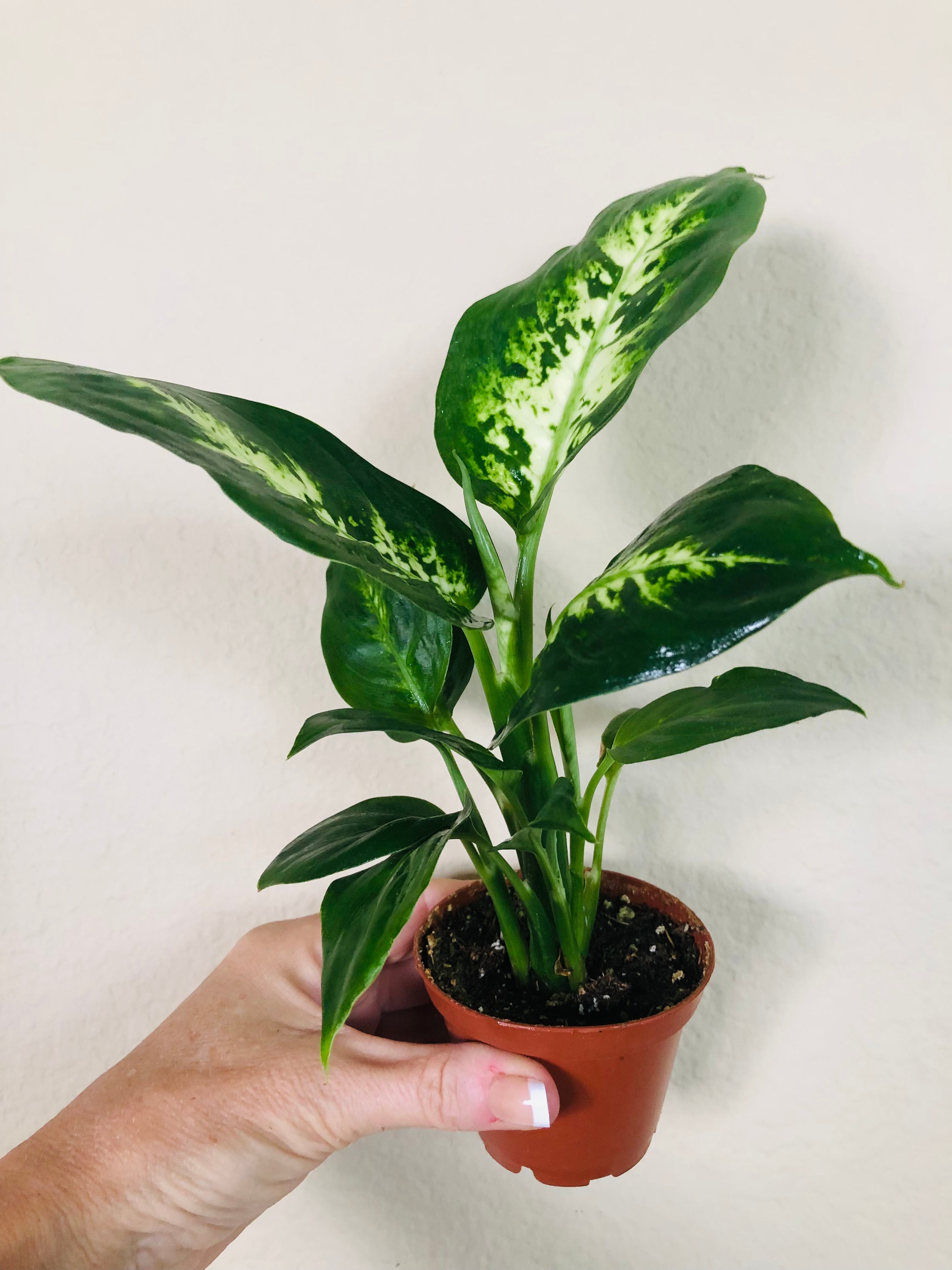 Dieffenbachia 'Compacta'