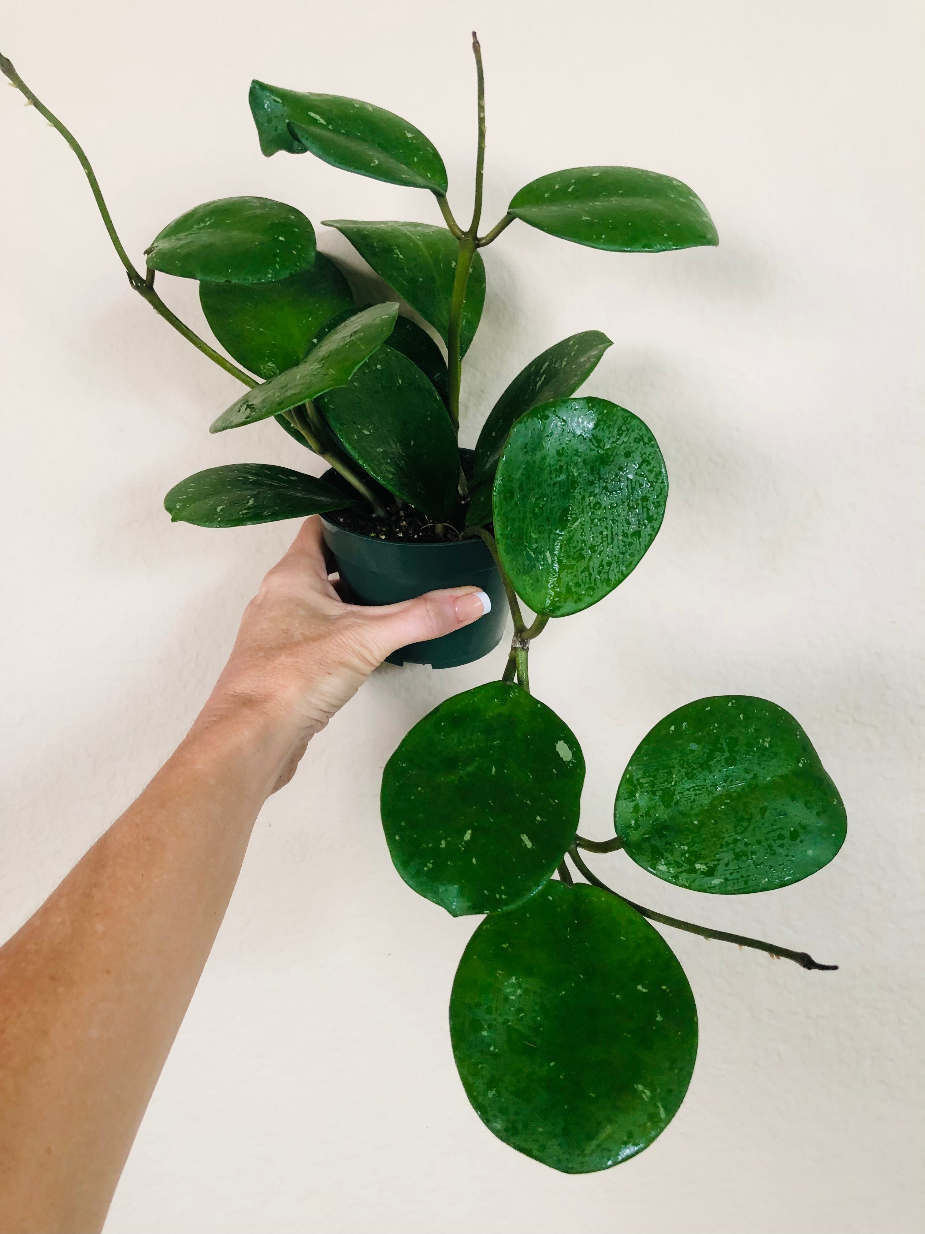 Hoya Obovata
