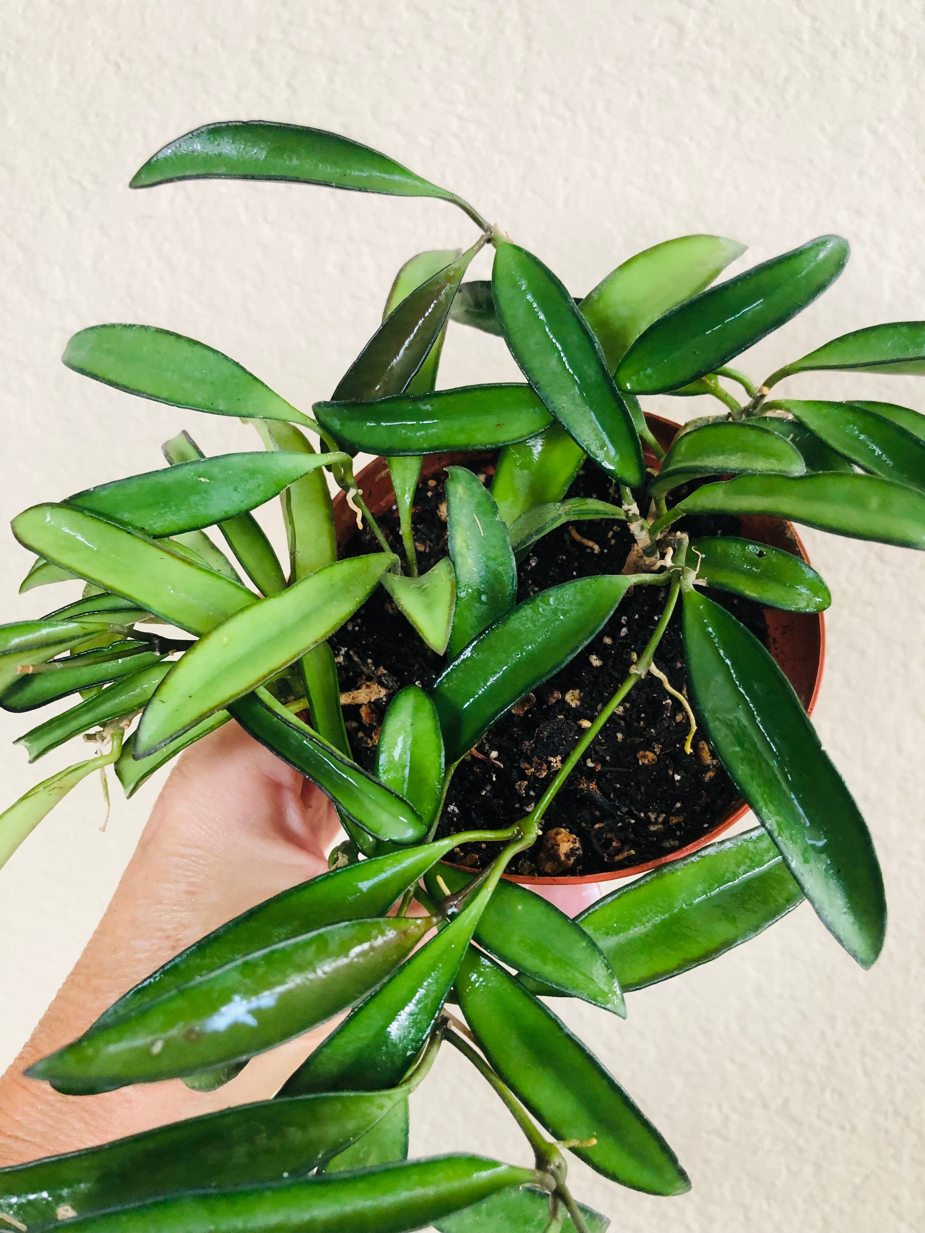 Hoya 'Wayetii'