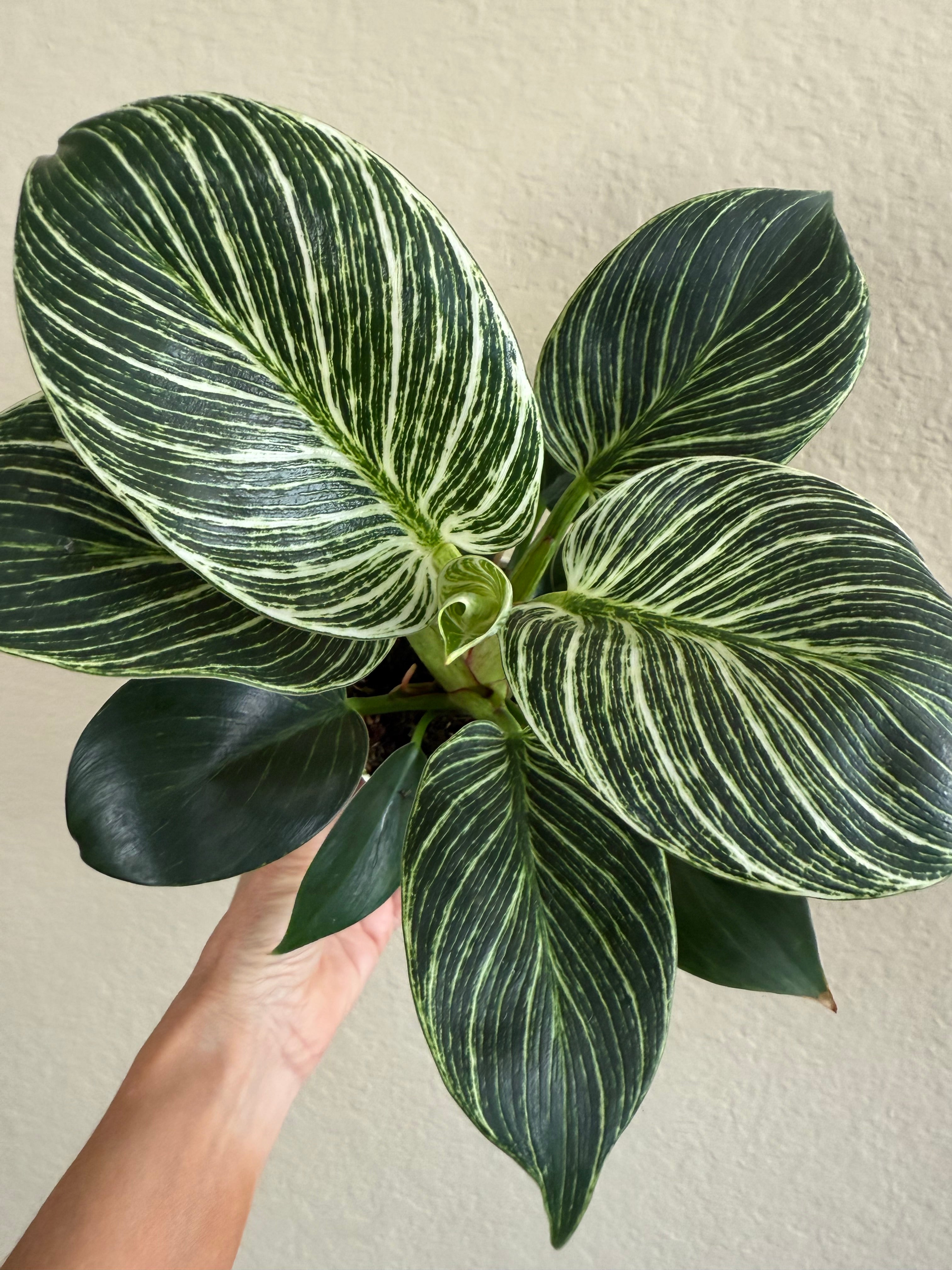 Philodendron 'Birkin'