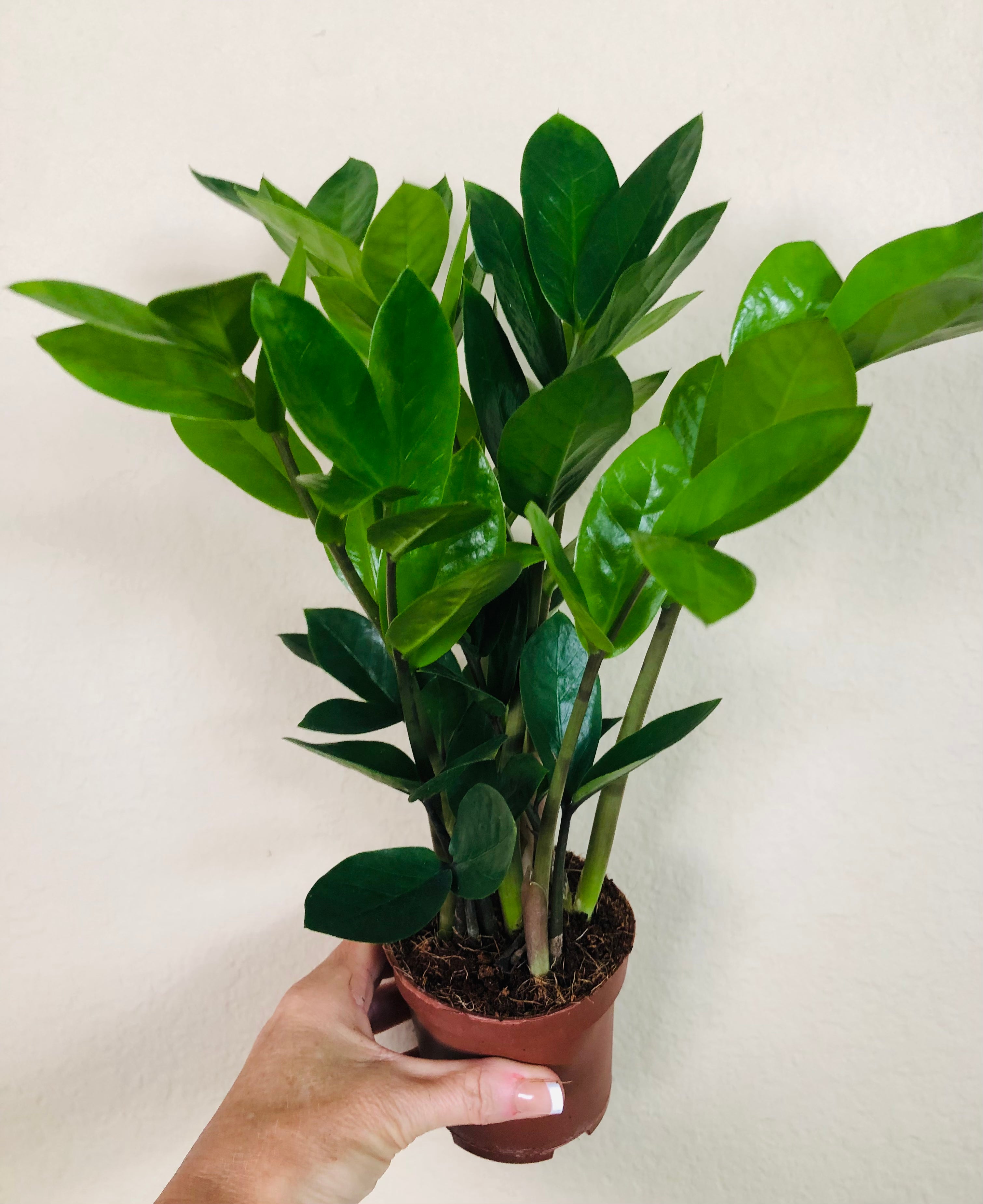Zamioculcas Zamiifolia 'ZZ'