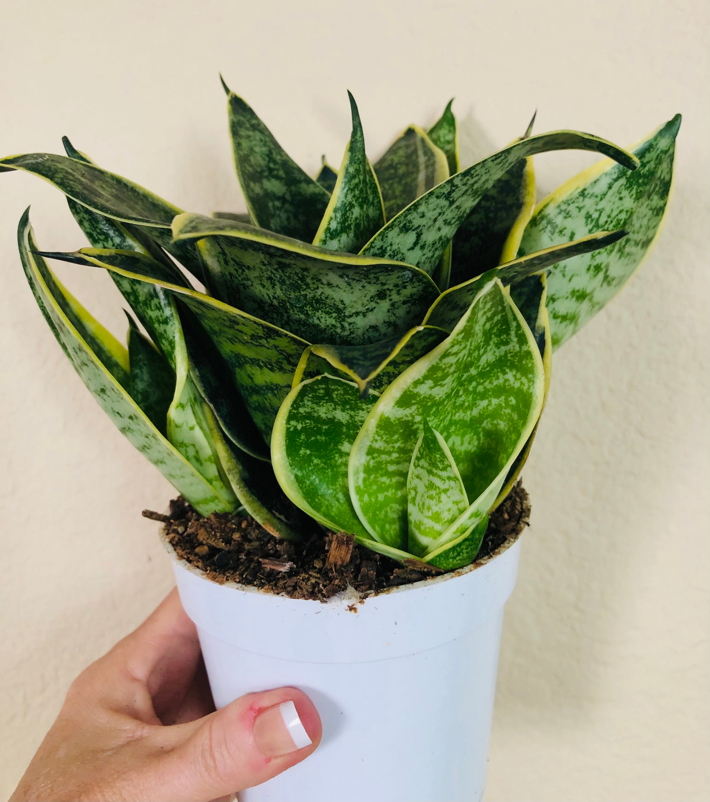 Sansevieria Hahnii 'Ocean Star'