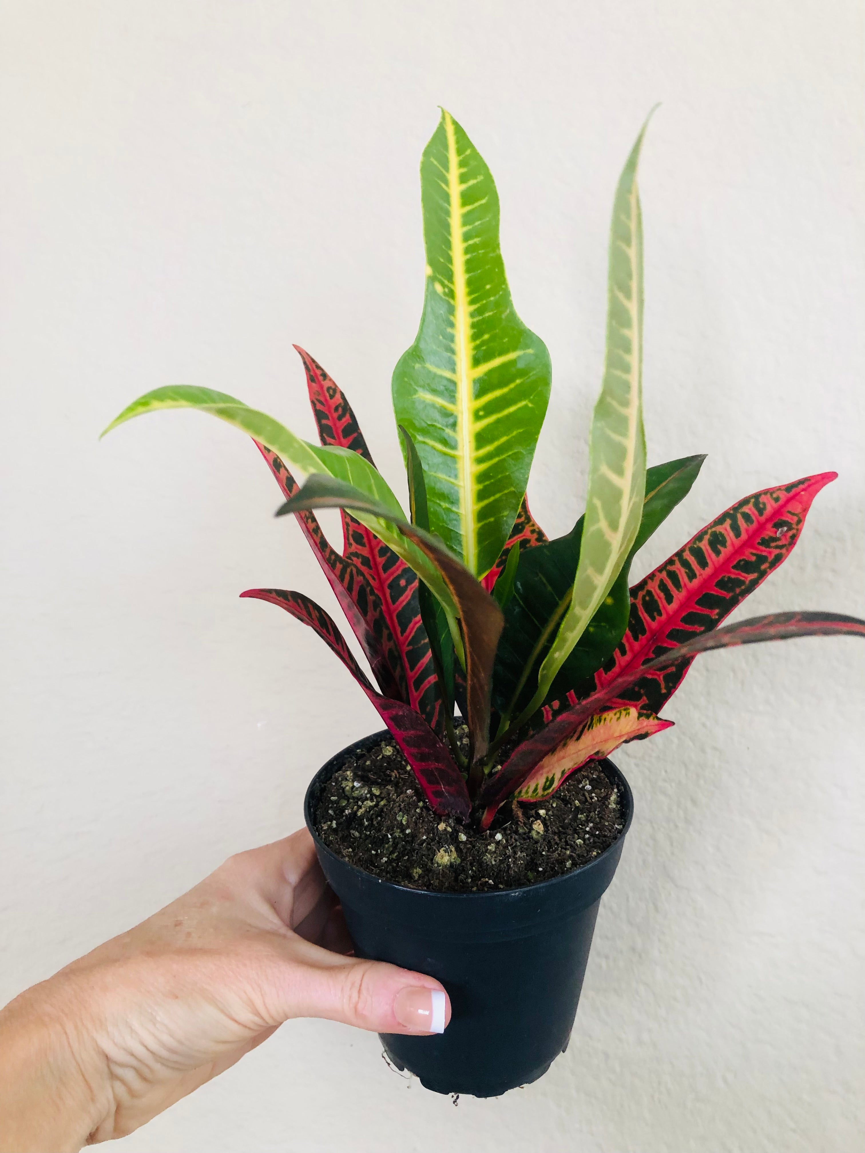 Croton Nervia