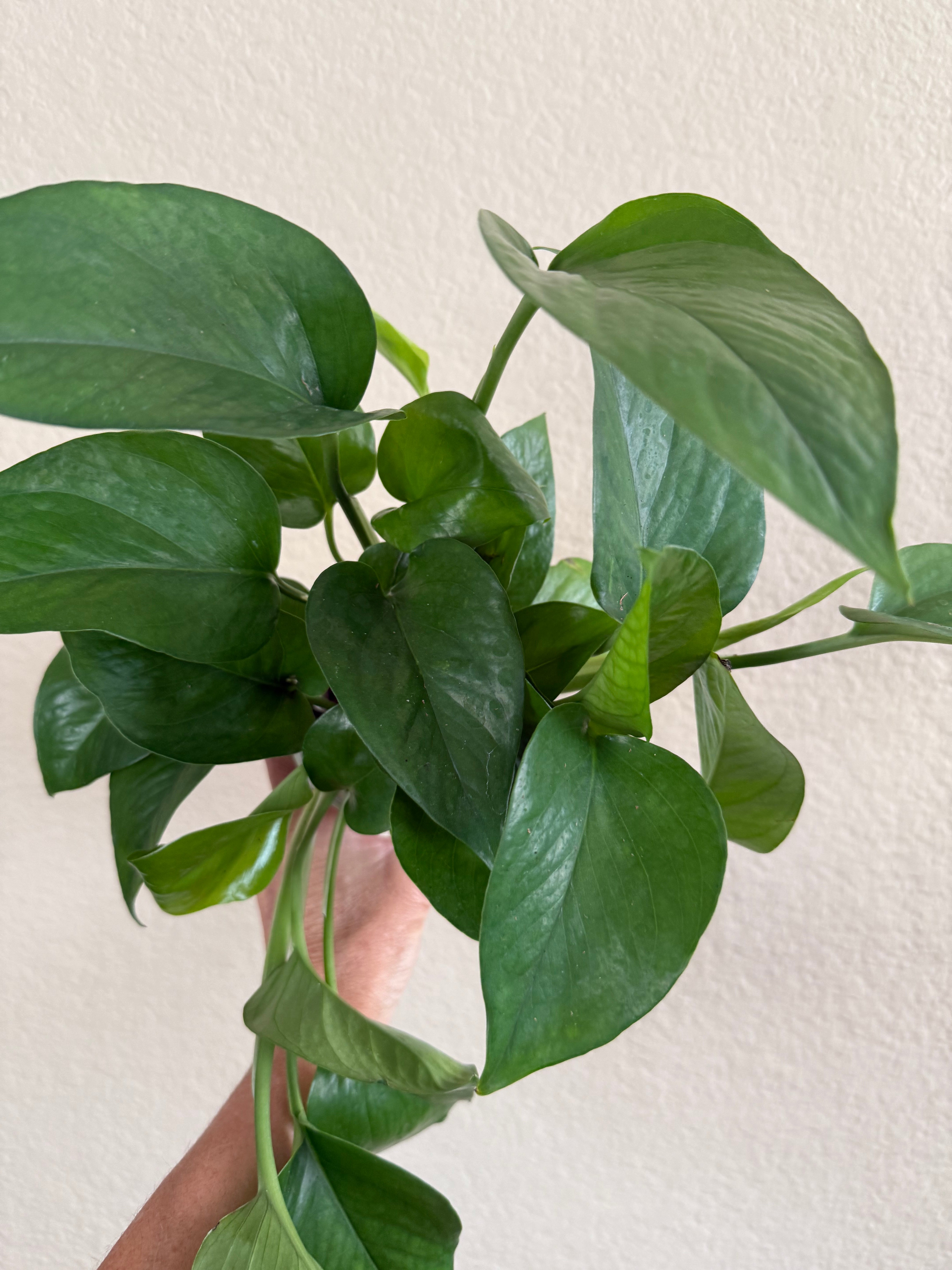 Pothos 'Jade'