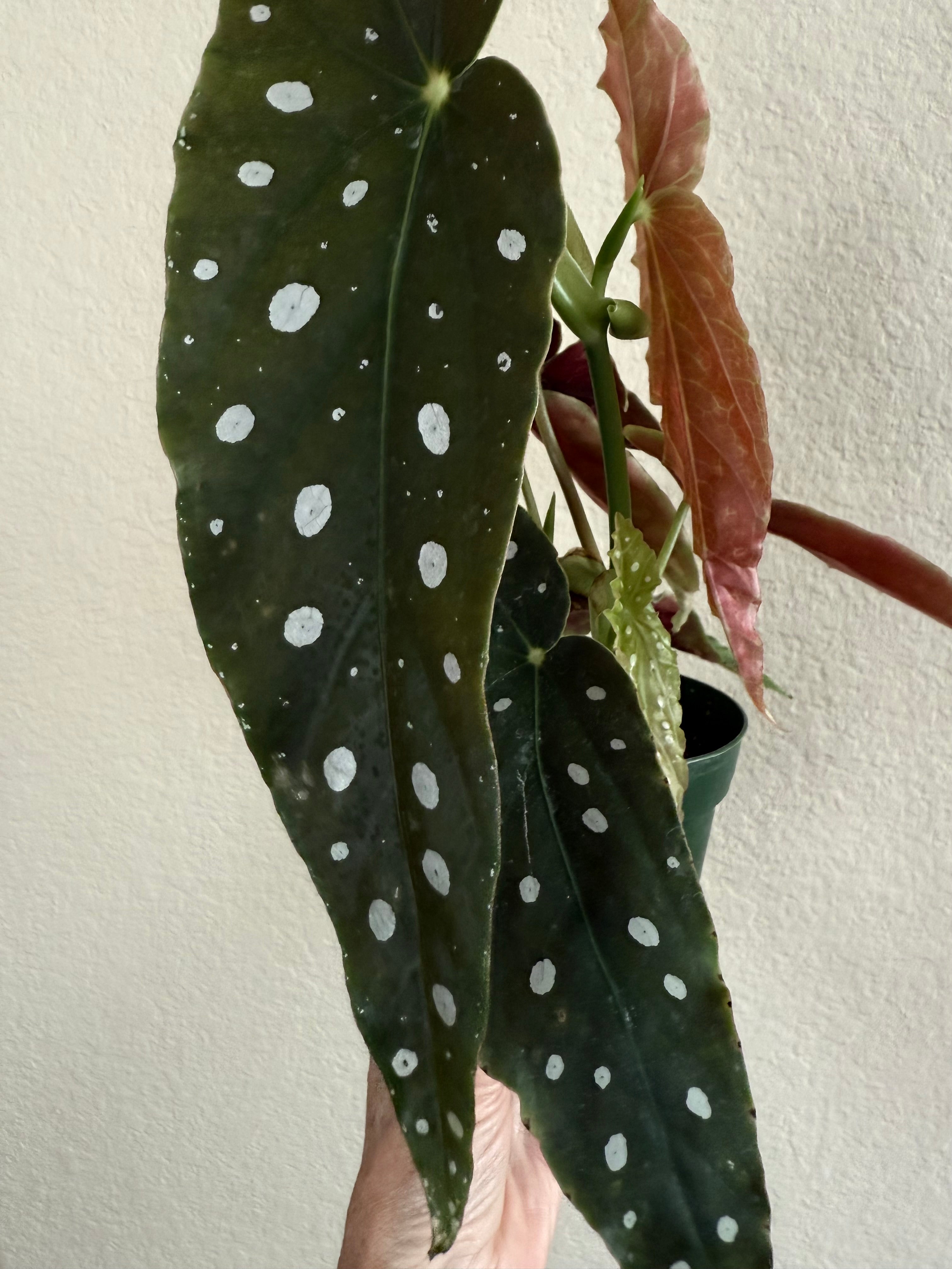 Begonia 'Maculata'