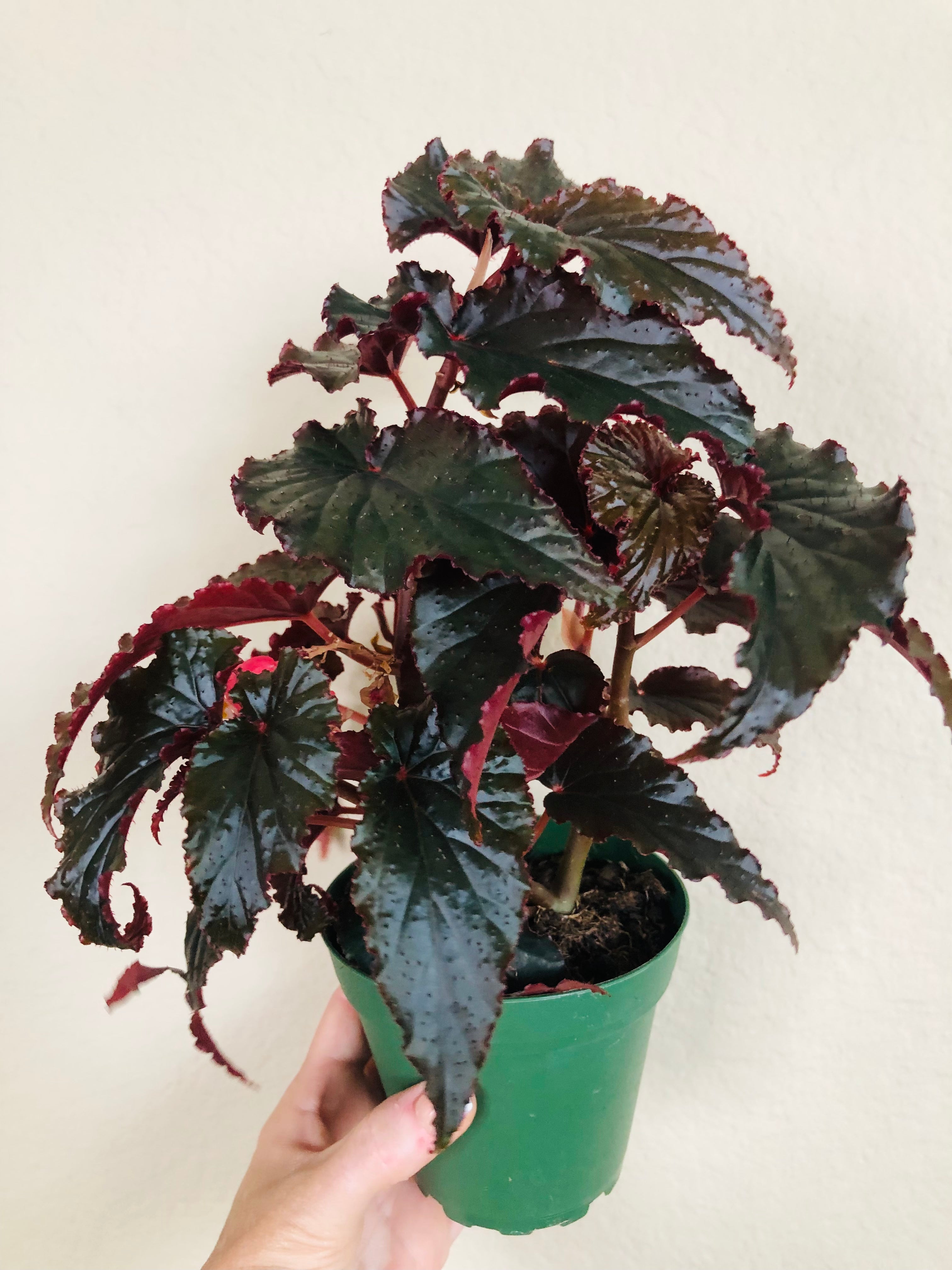 Begonia 'Black Magic'
