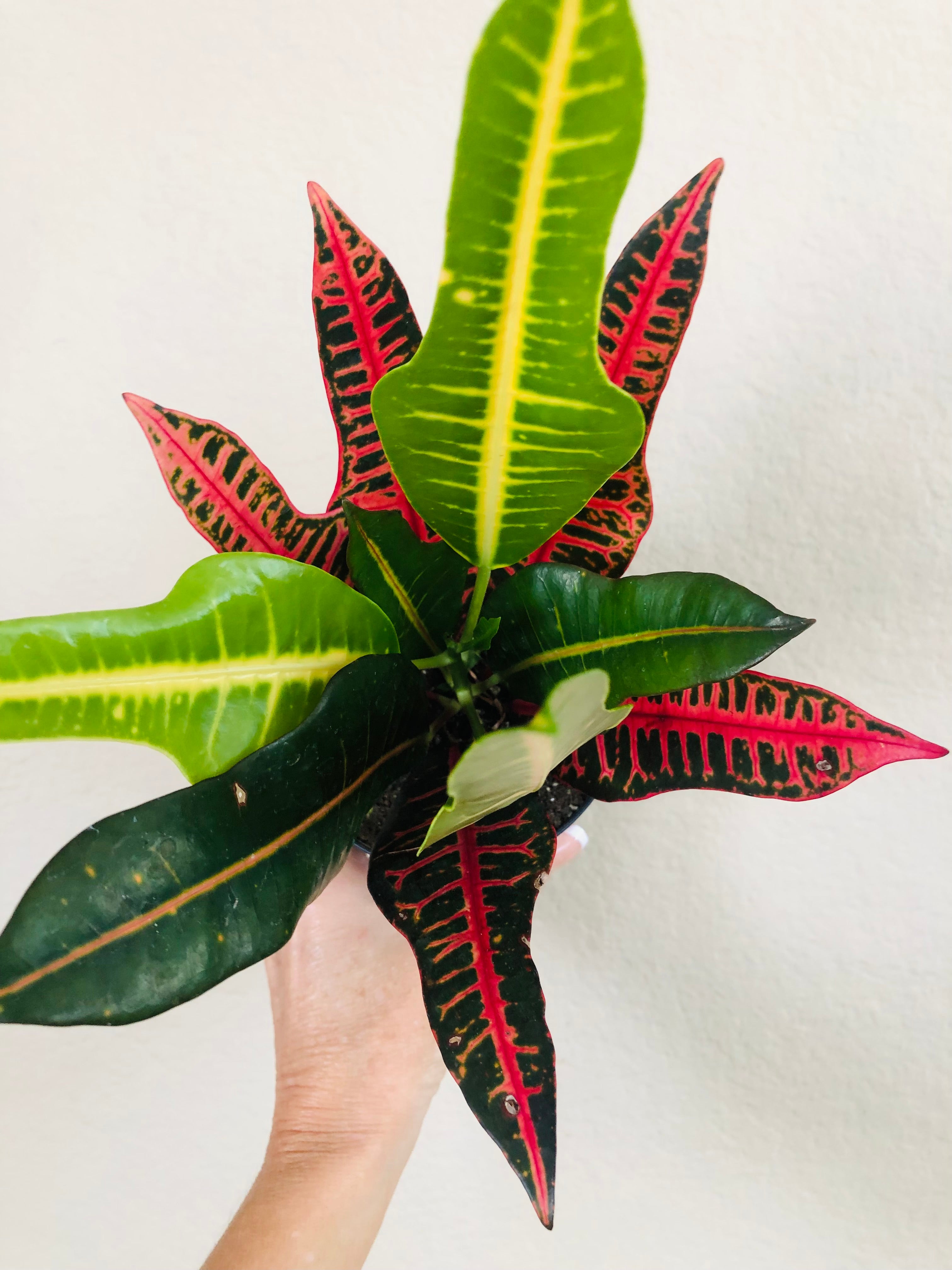 Croton Nervia