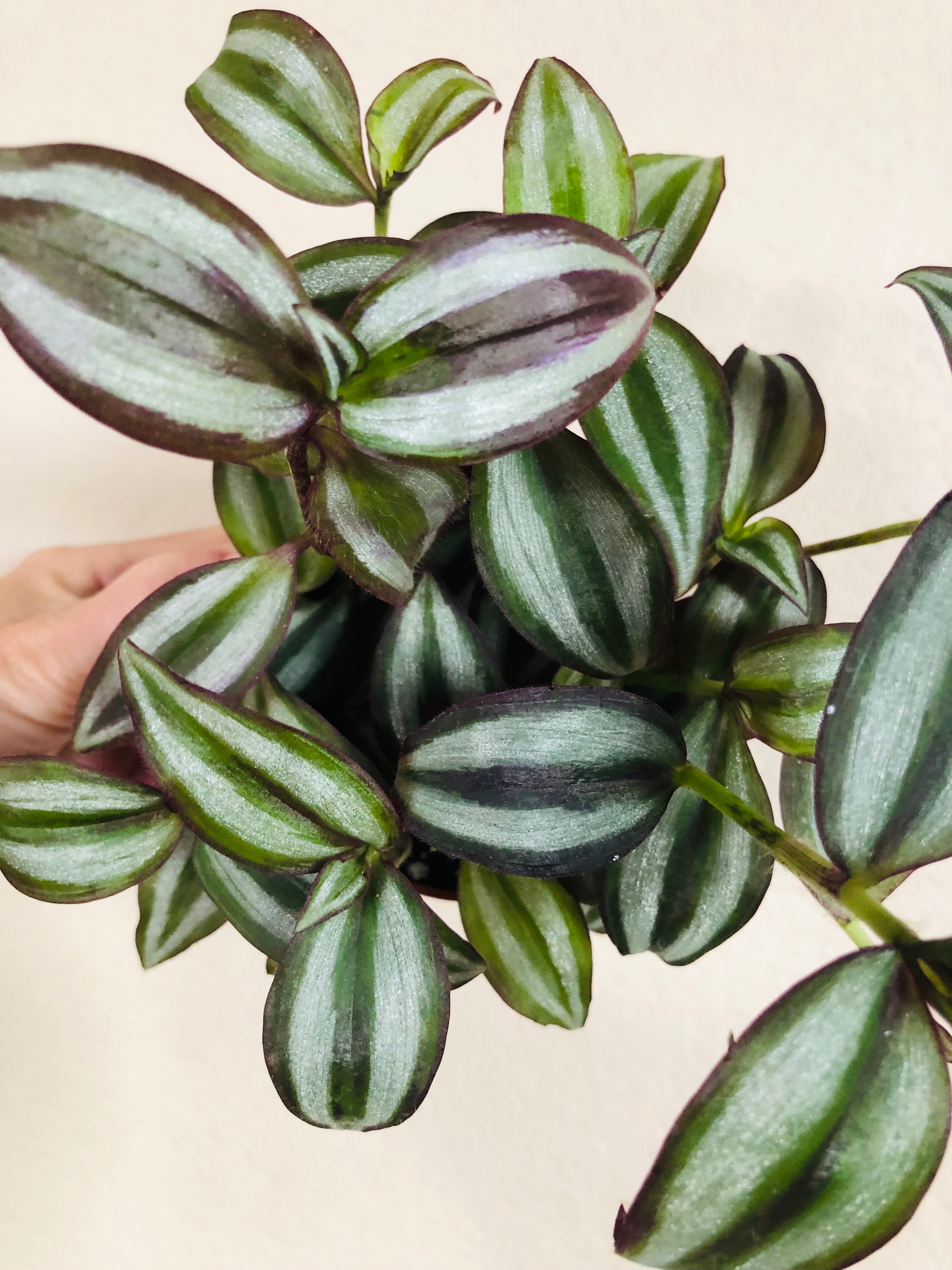 Tradescantia 'Silver Plus'