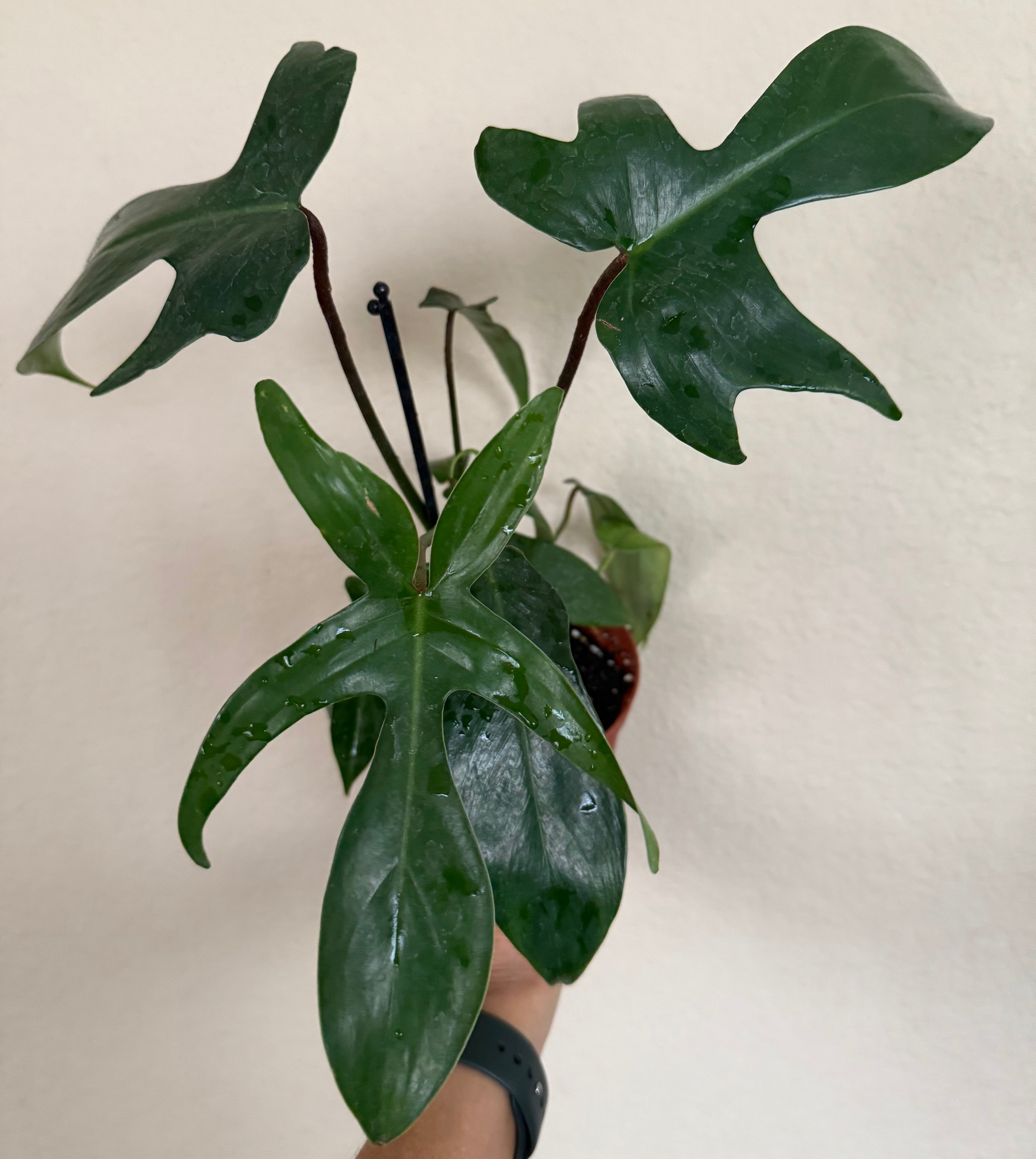 Philodendron 'Florida Green'