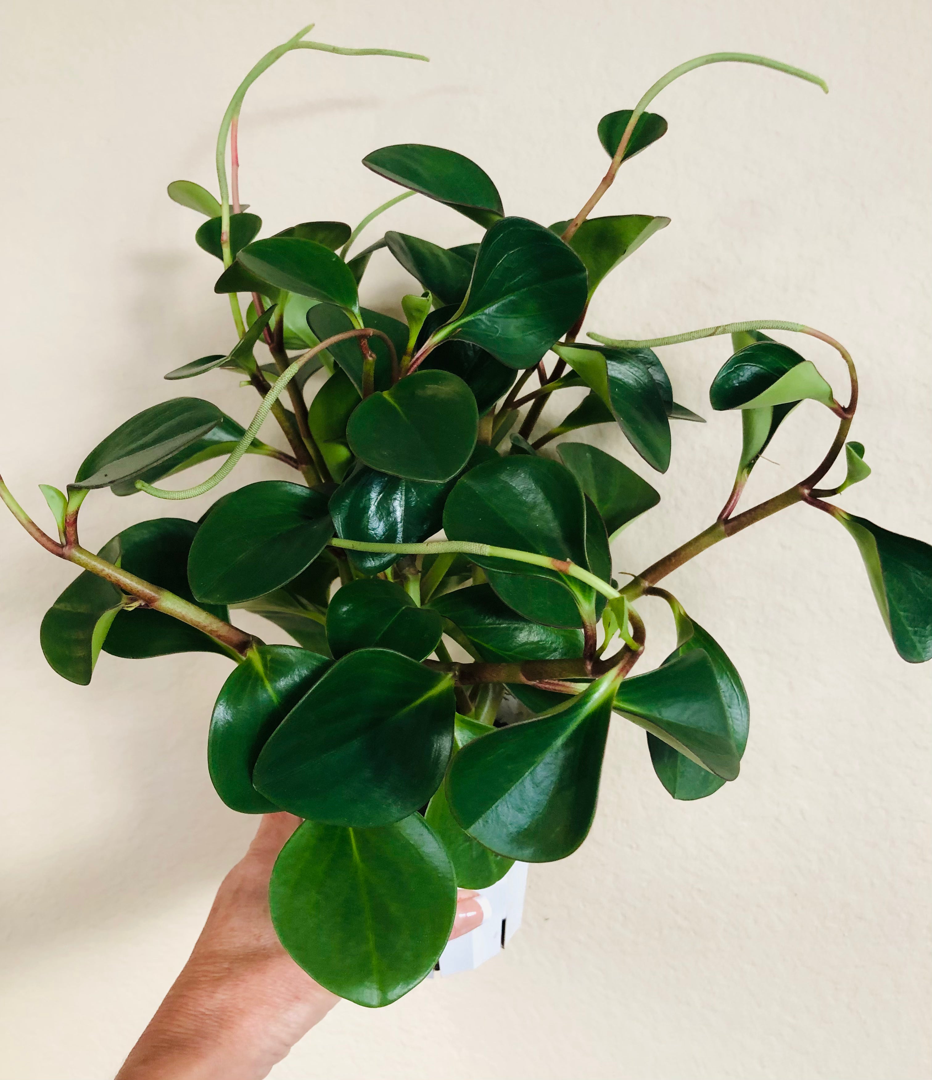 Peperomia 'Red Margin'