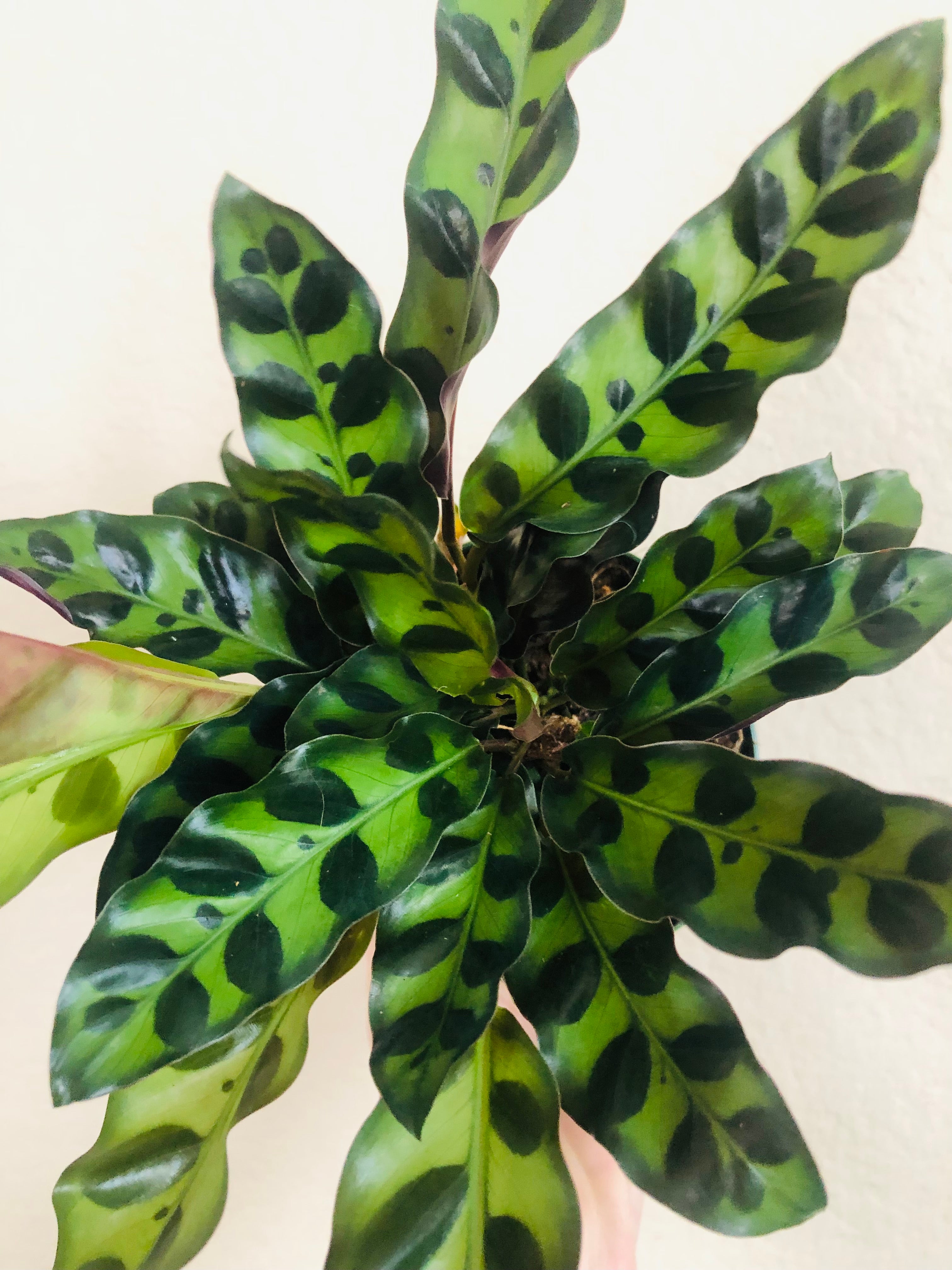 Calathea Lancifolia 'Rattlesnake'