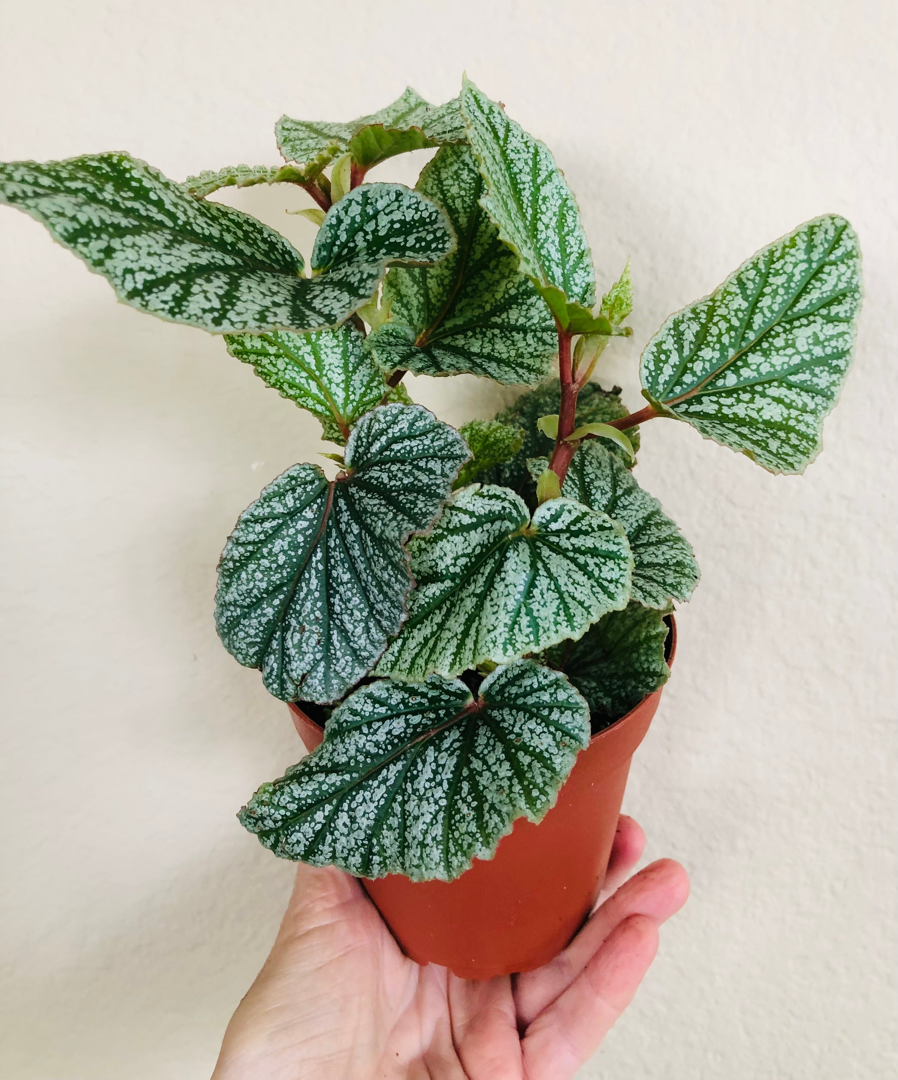 Begonia 'Snow Capped