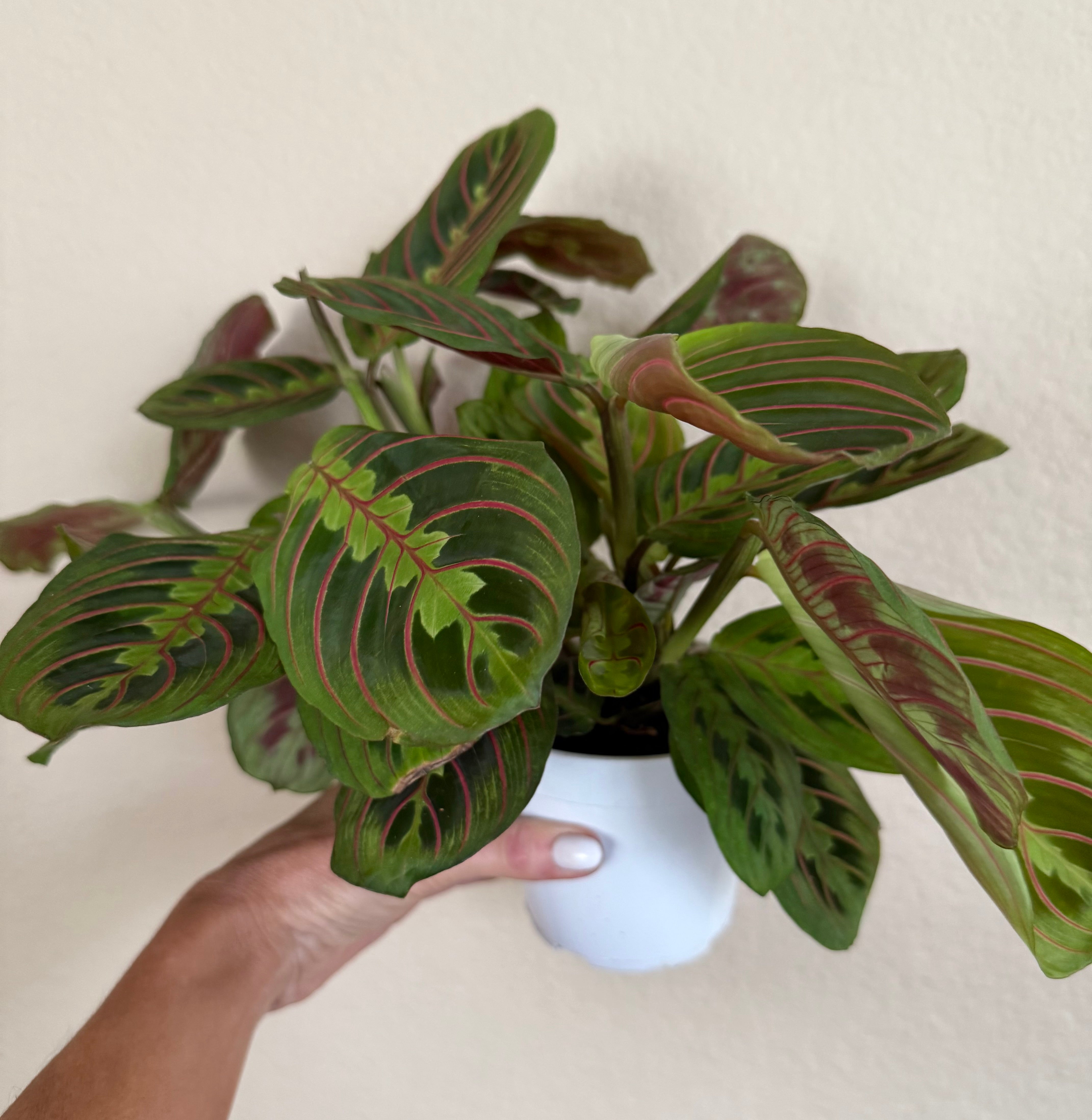 Maranta 'Red'