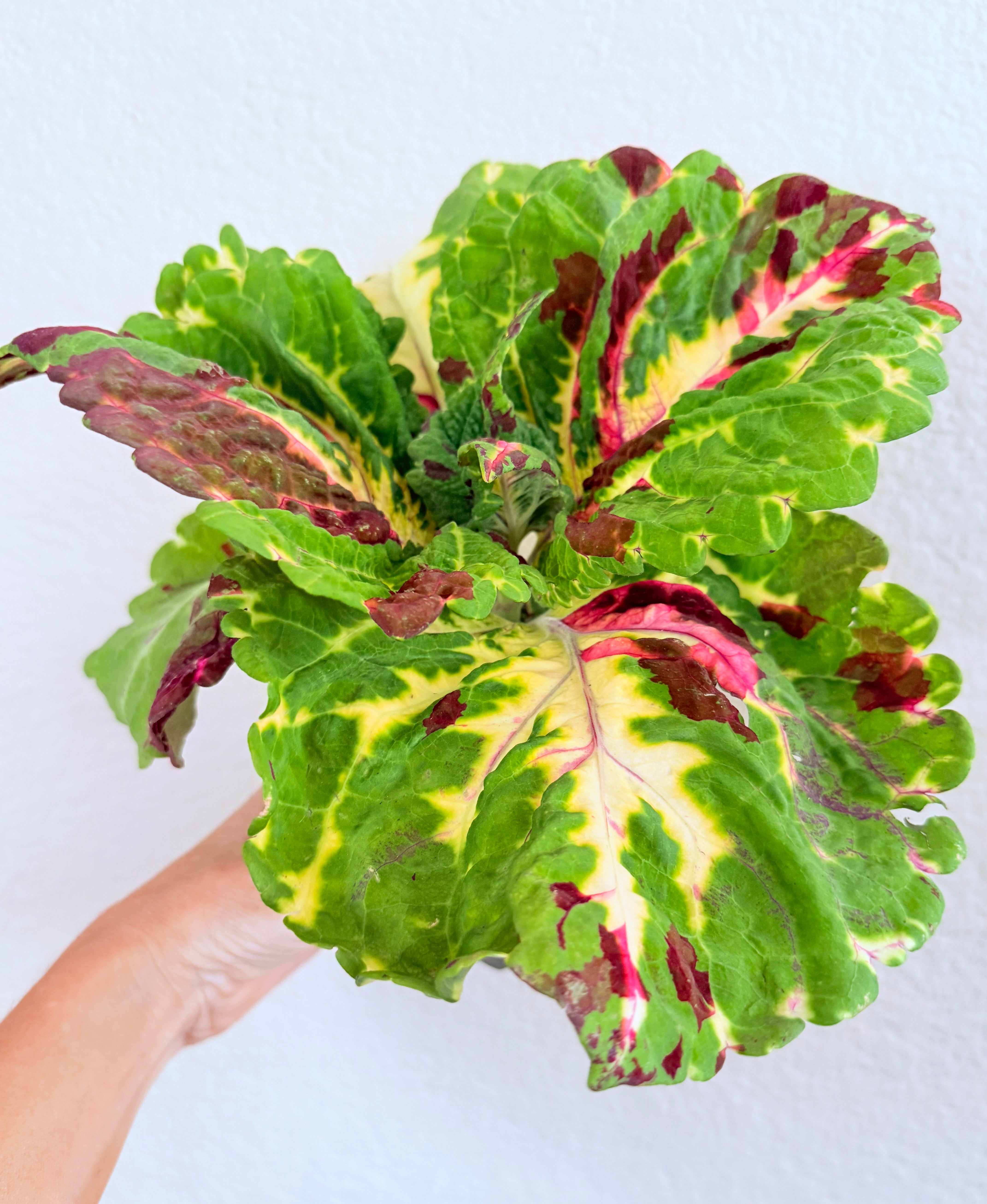 Kong Mosaic Coleus