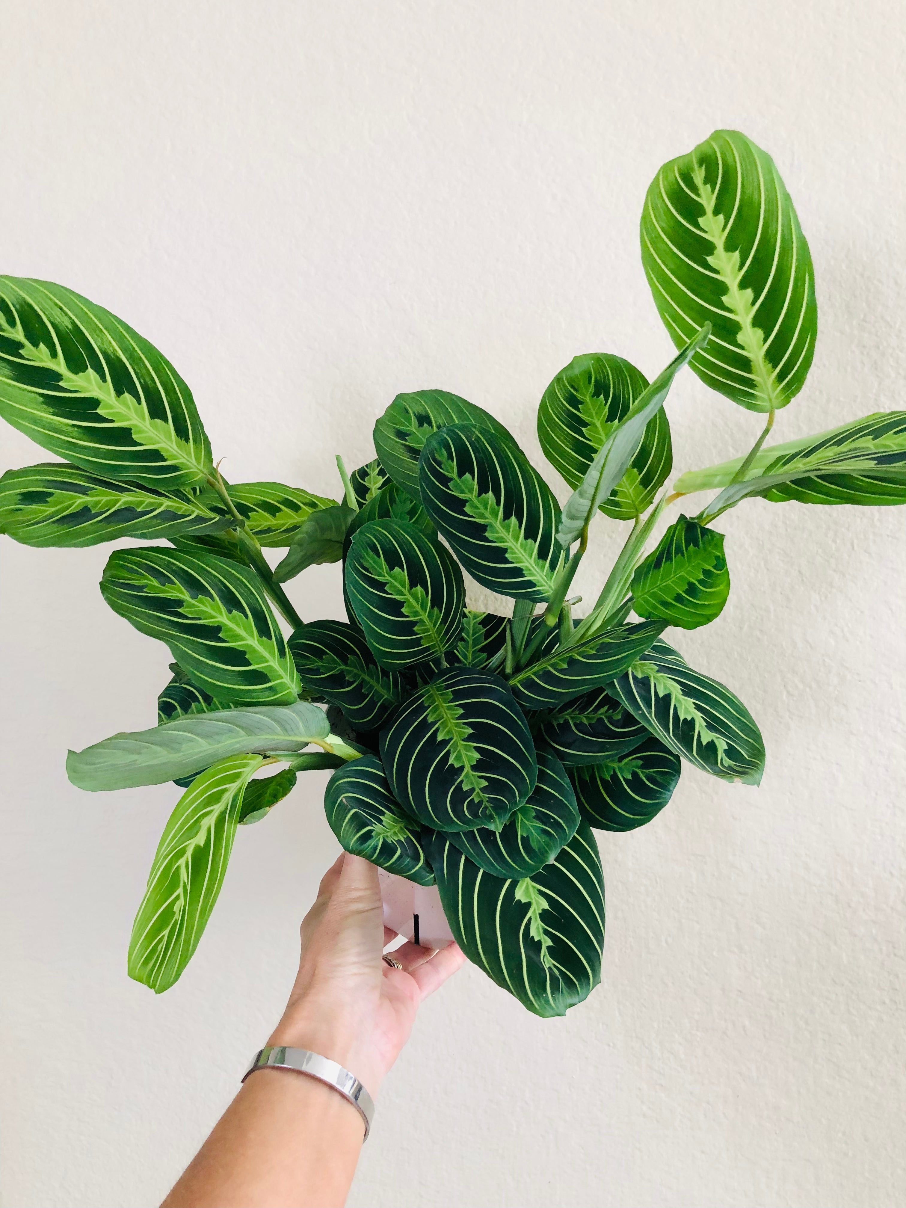 Maranta 'Lemon Lime'