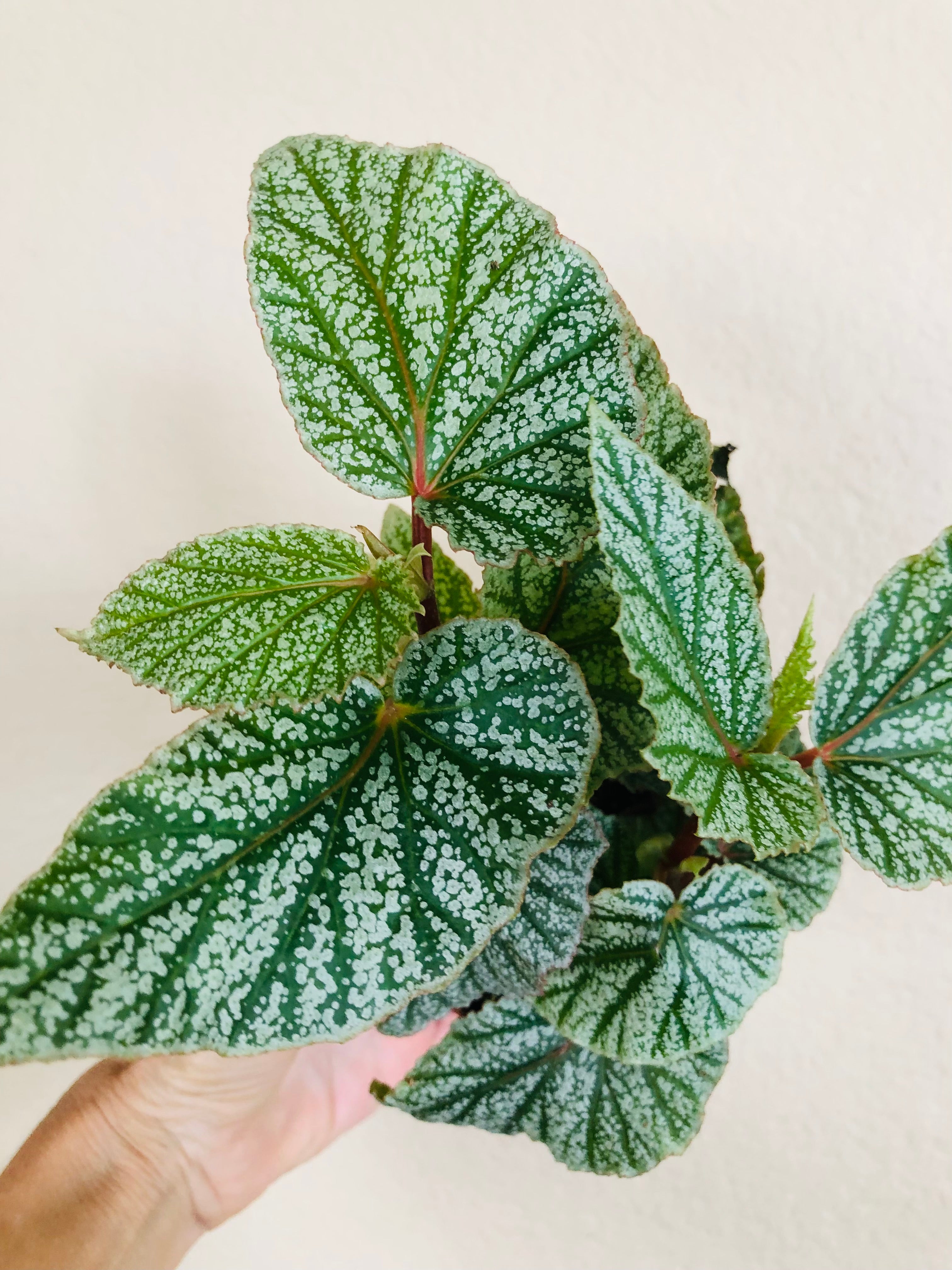 Begonia 'Snow Capped