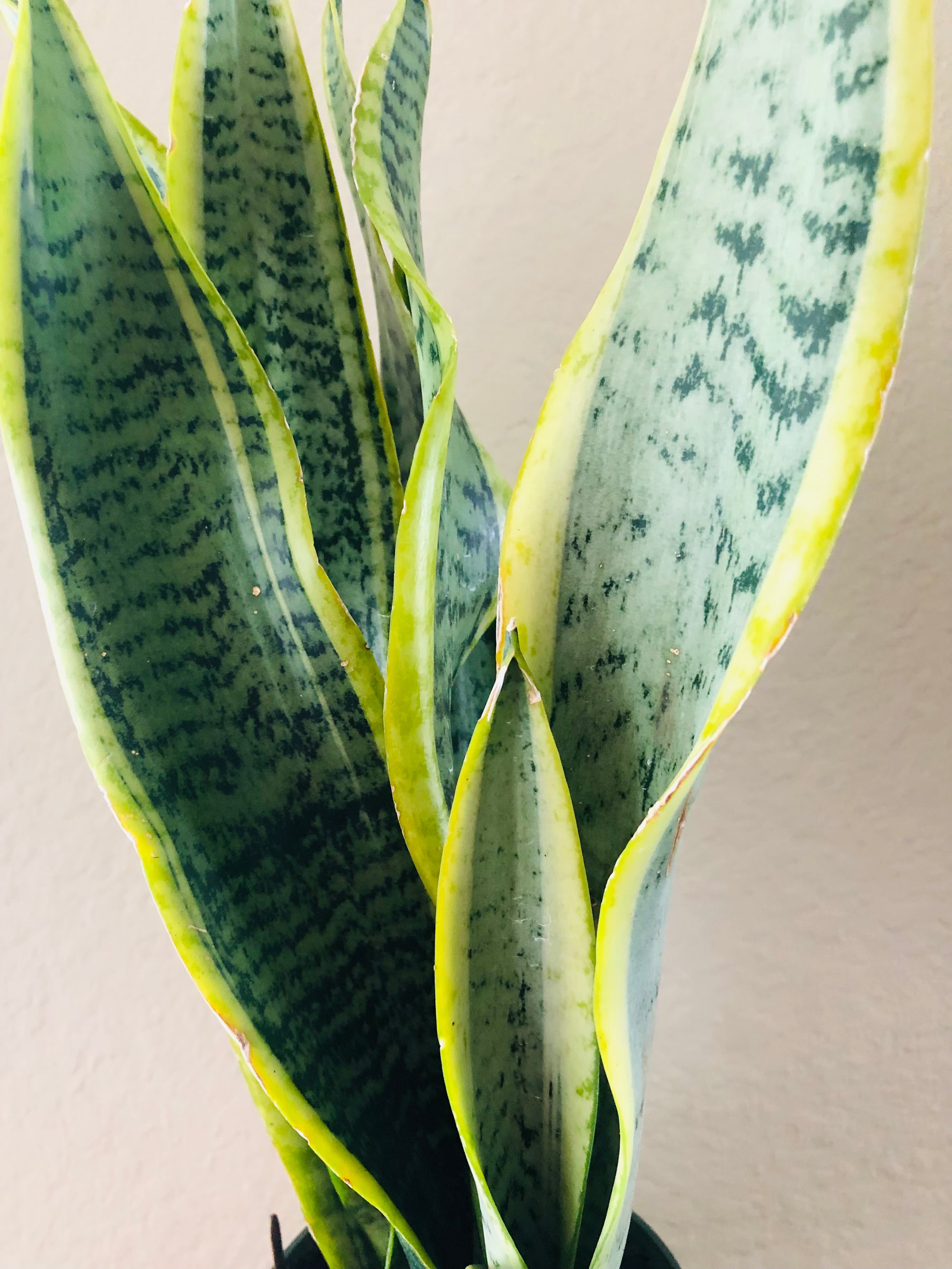 Sansevieria Trifasciata 'Laurentii'