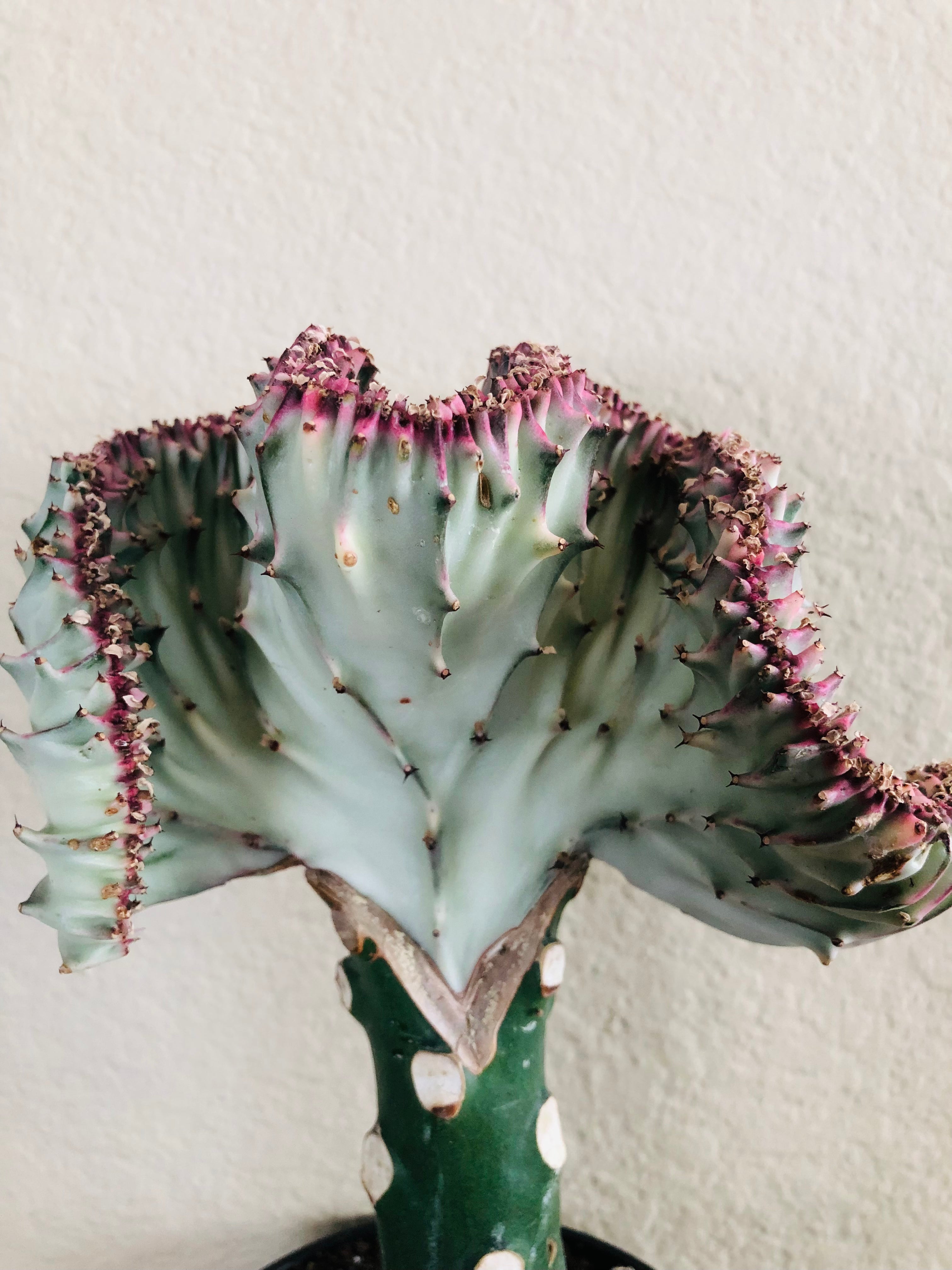 Euphorbia lactea Cristata 'Coral Cactus'