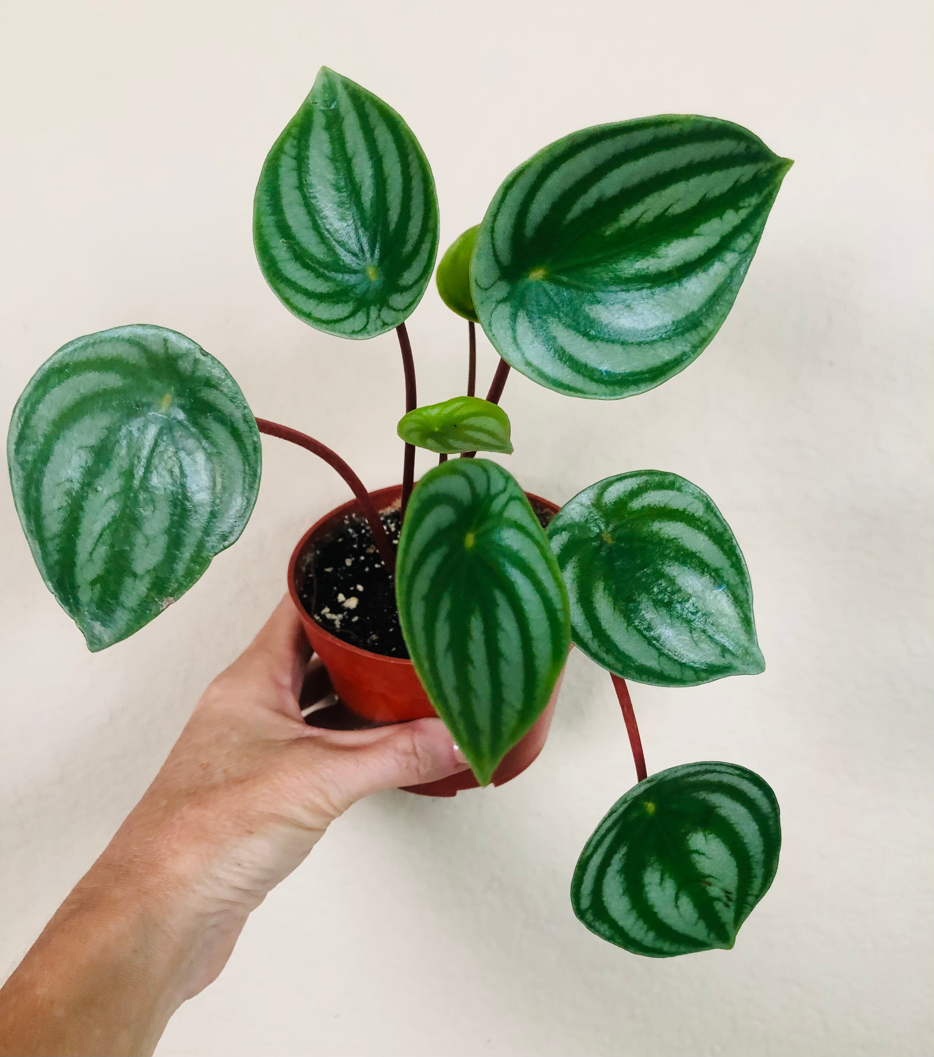 Peperomia 'Watermelon'