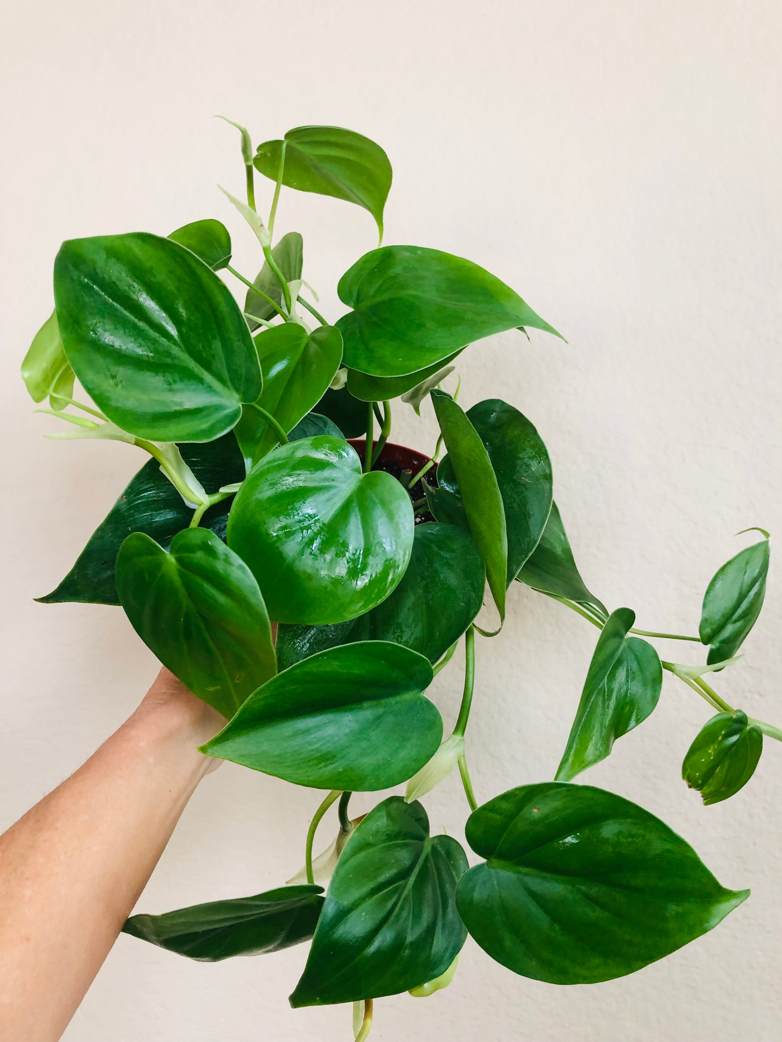 Philodendron Cordatum 'Heartleaf'