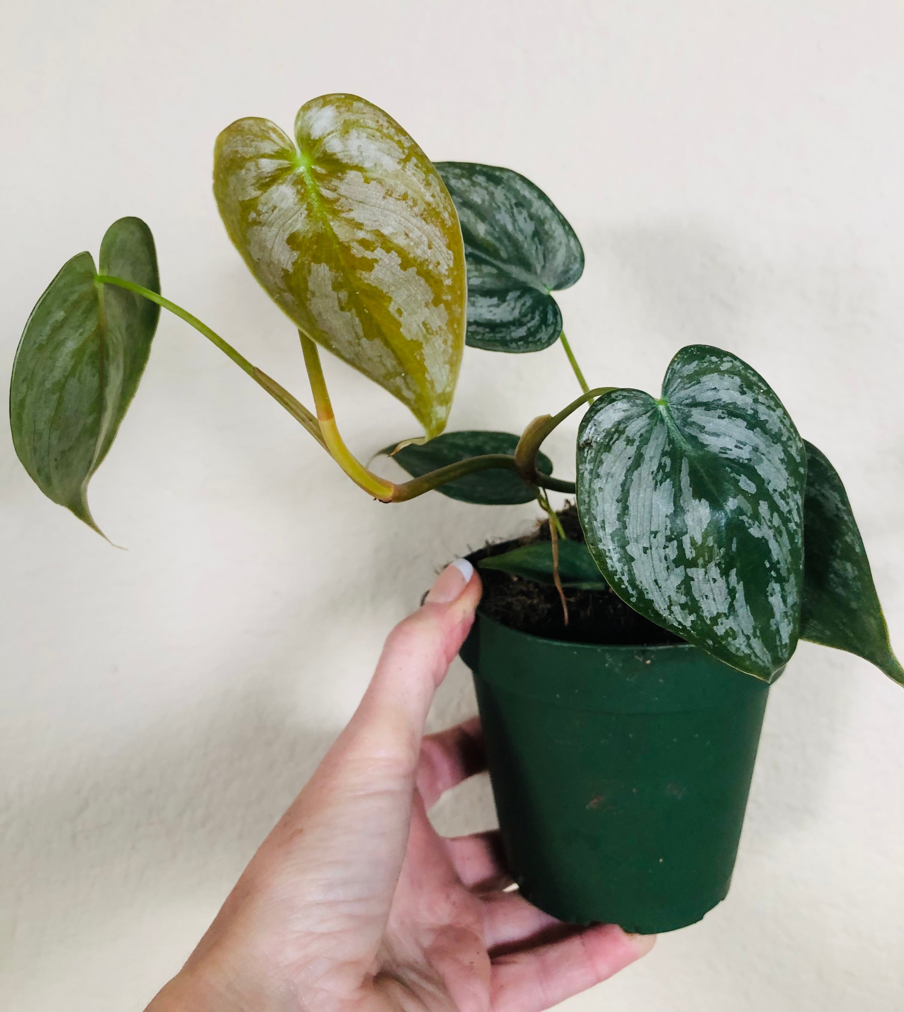 Philodendron Sodiroi