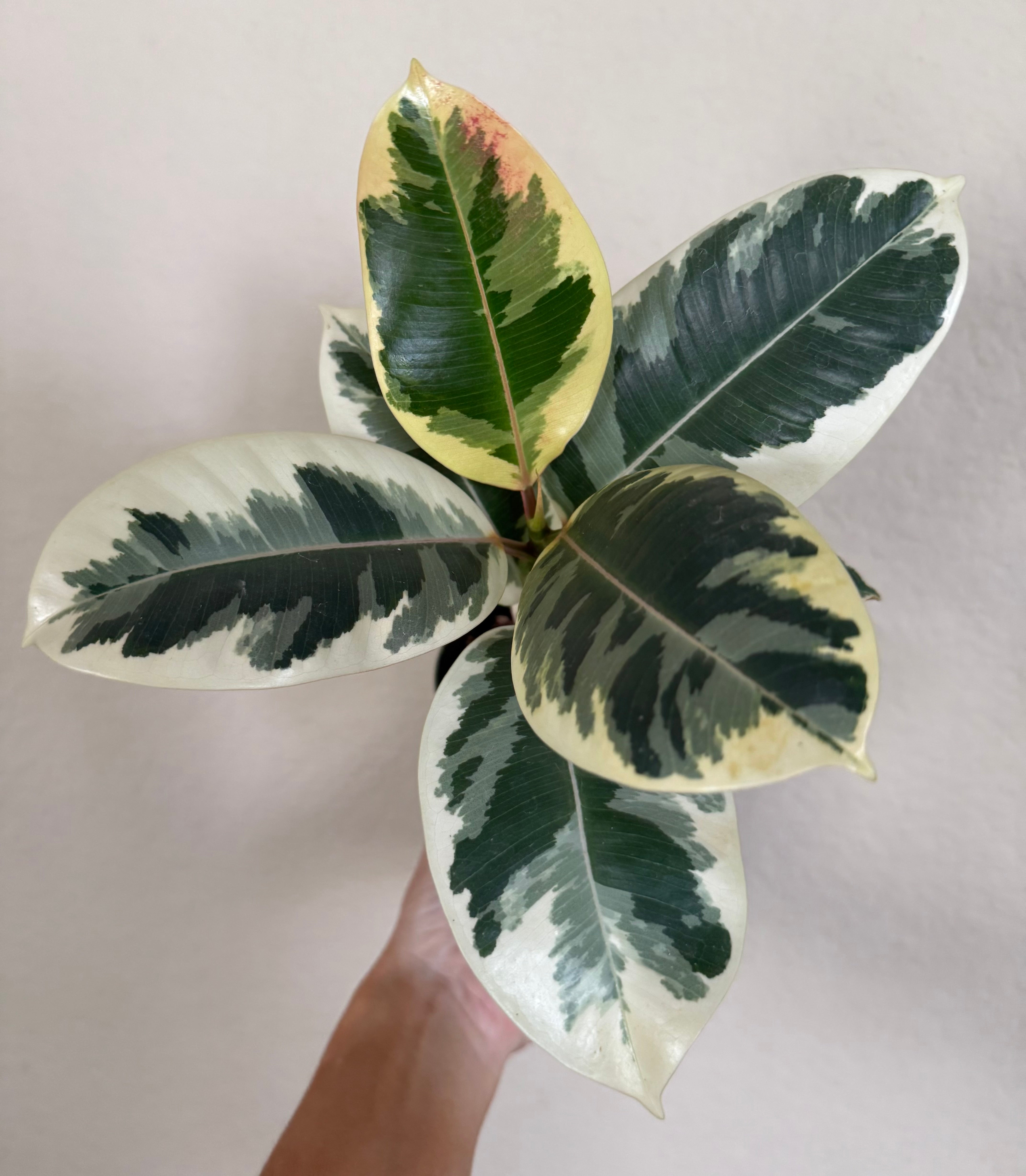 Ficus Elastica 'Tineke'