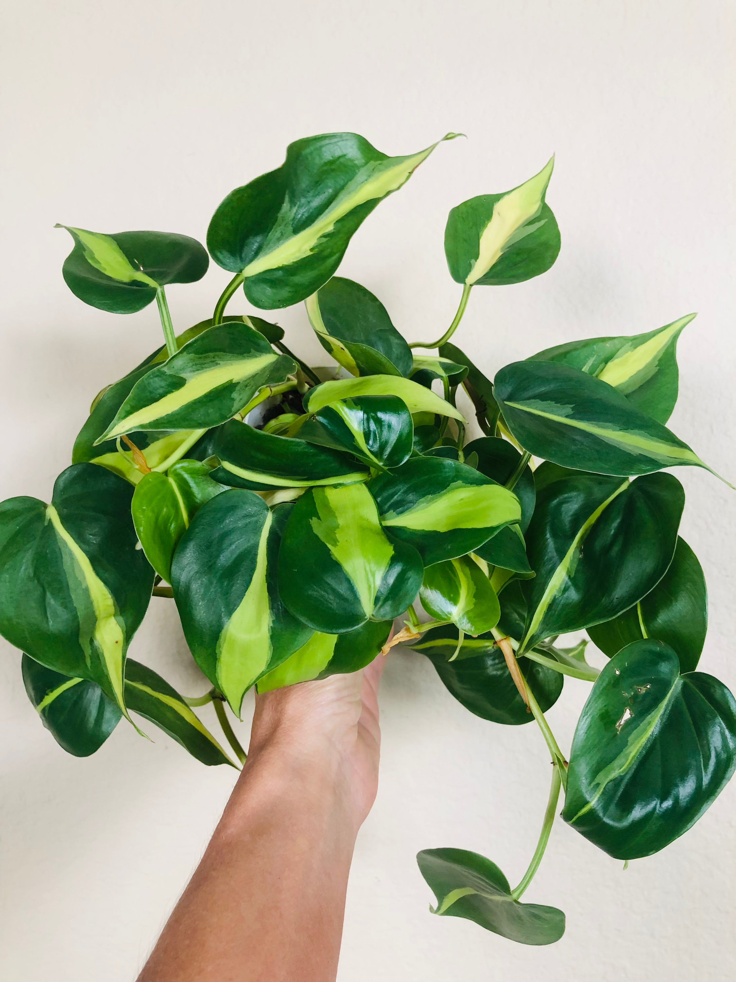 Philodendron 'Brasil'