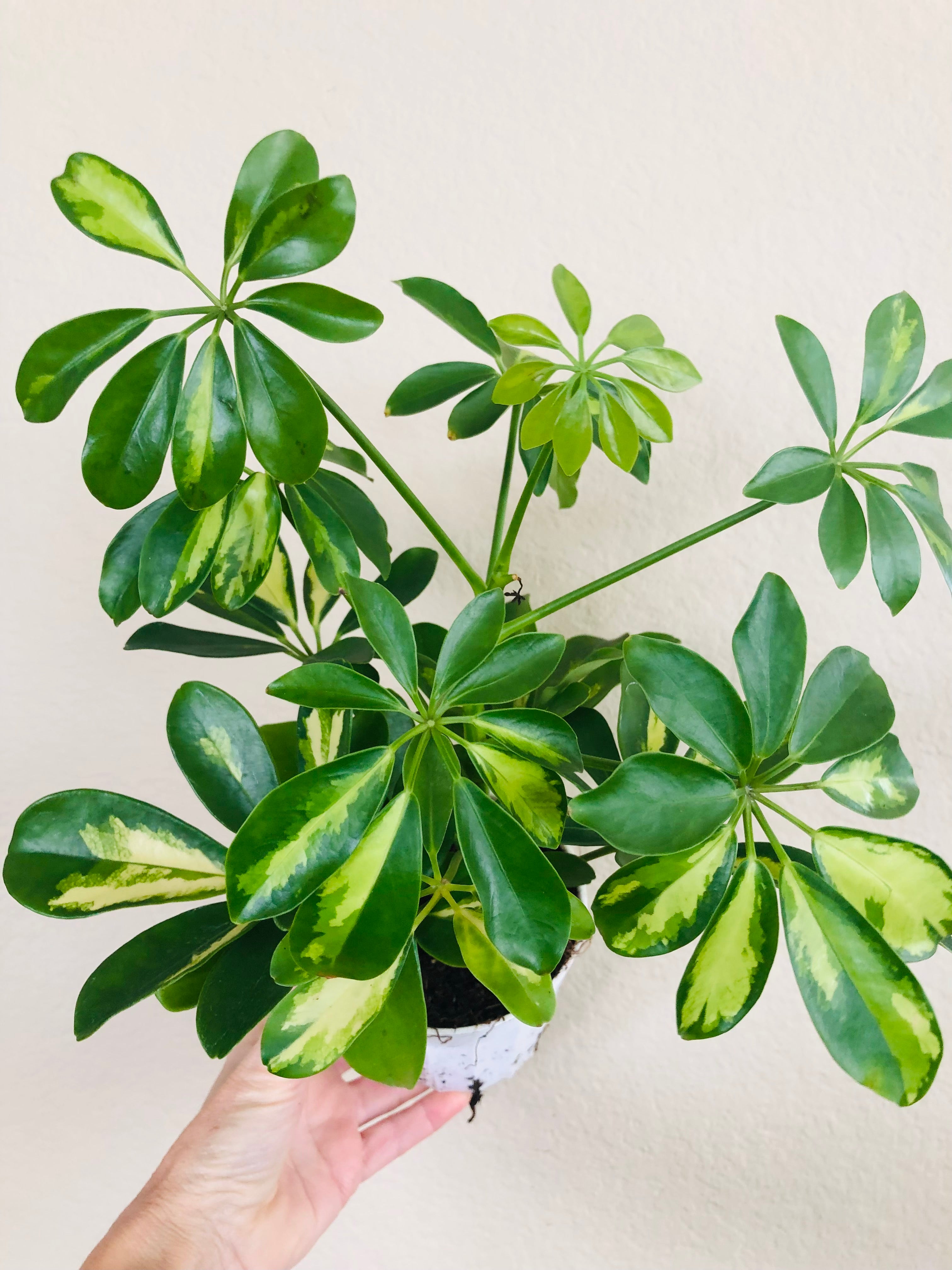 Schefflera Arboricola Variegated 'Umbrella'