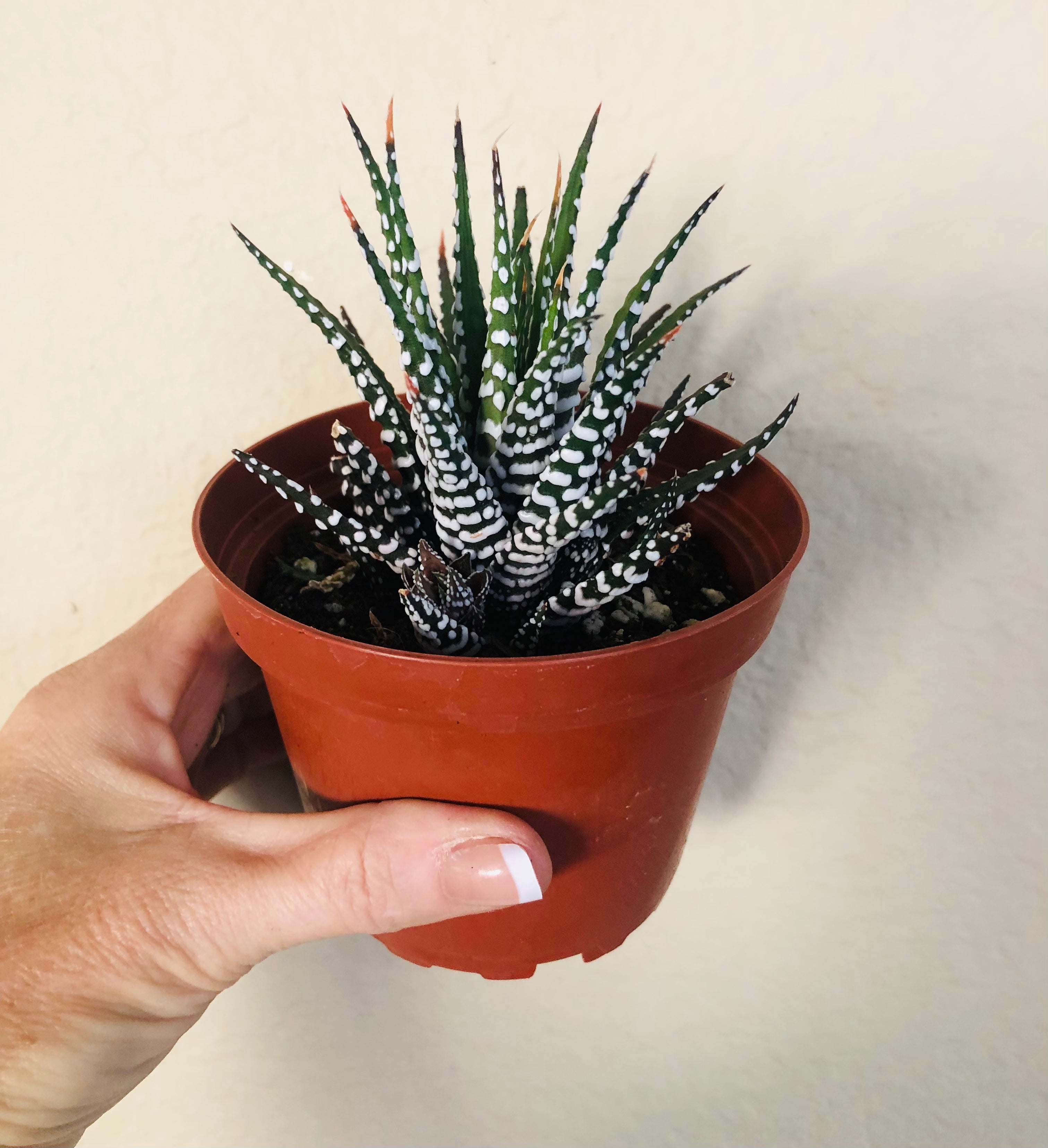 Haworthia 'Zebra'