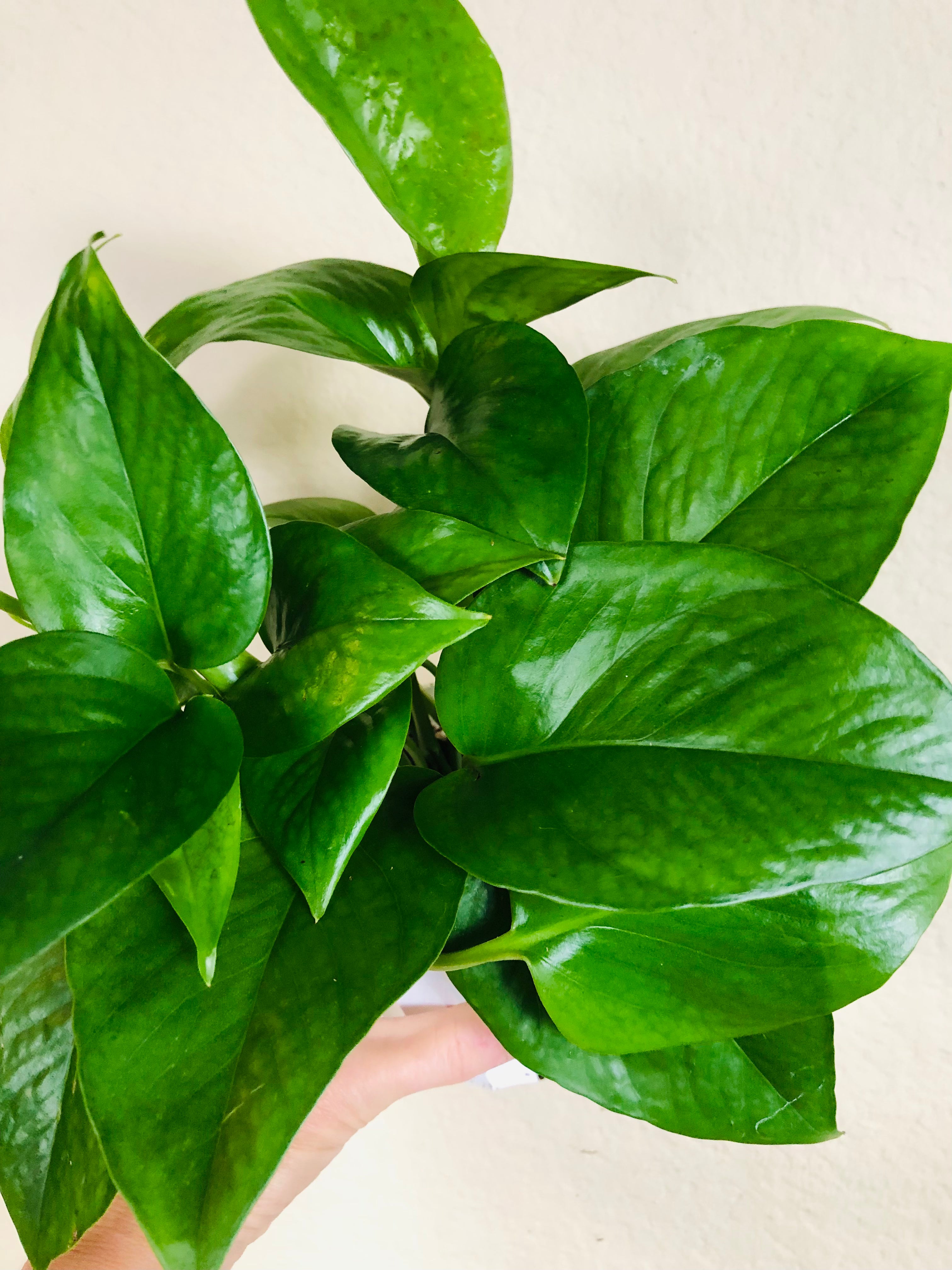 Pothos 'Jade'