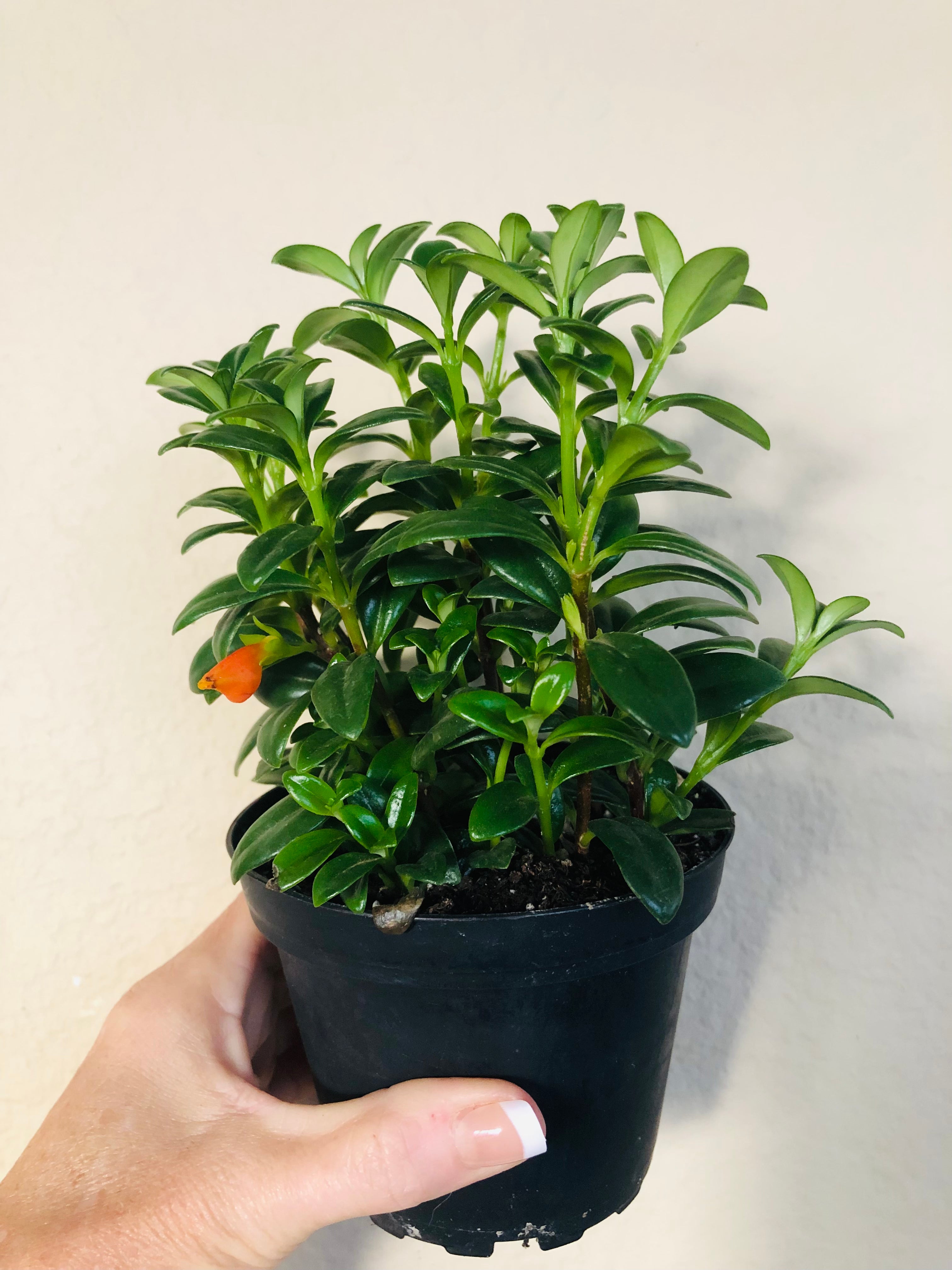 Goldfish Plant