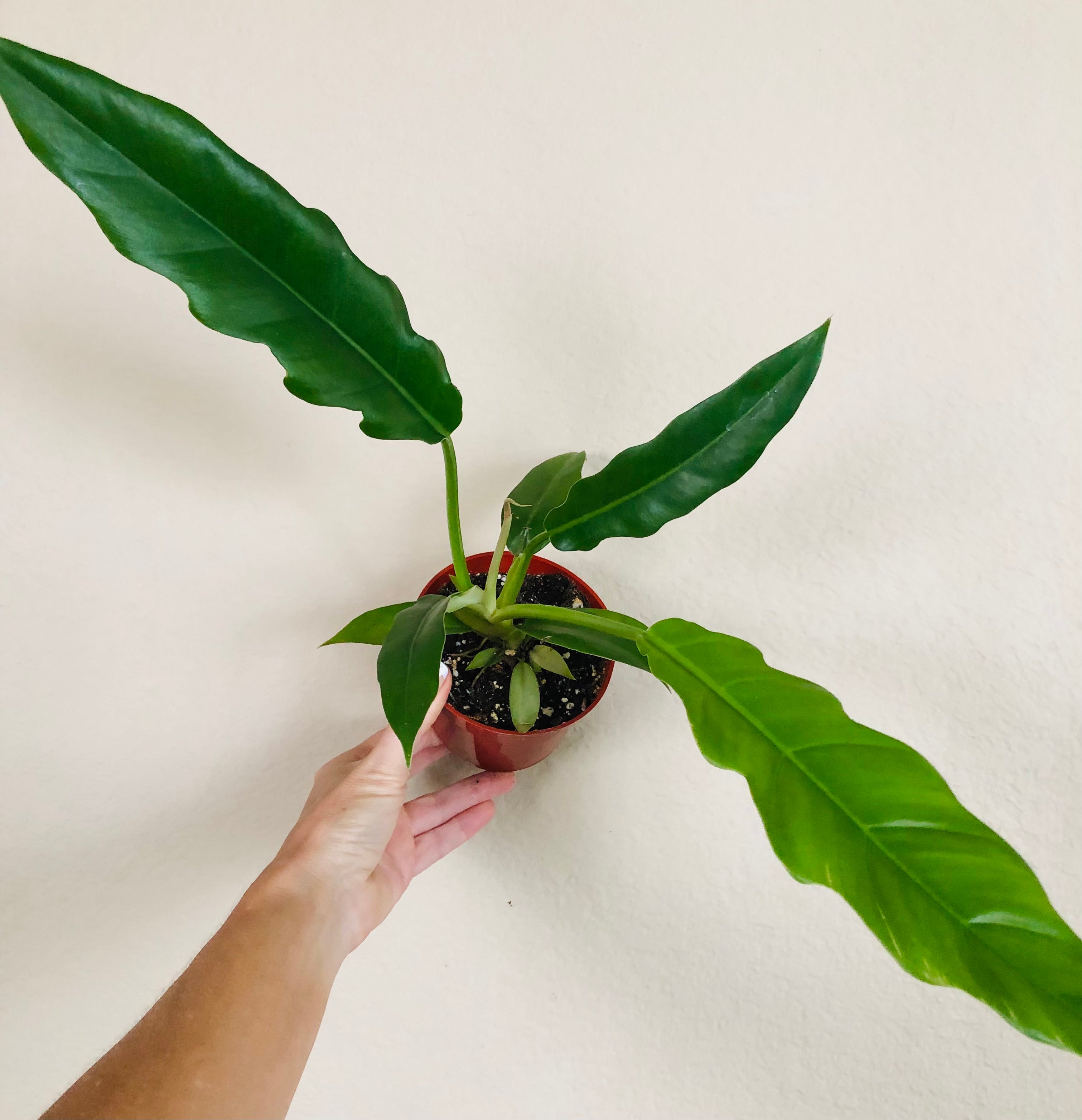 Philodendron 'Jungle Boogie'