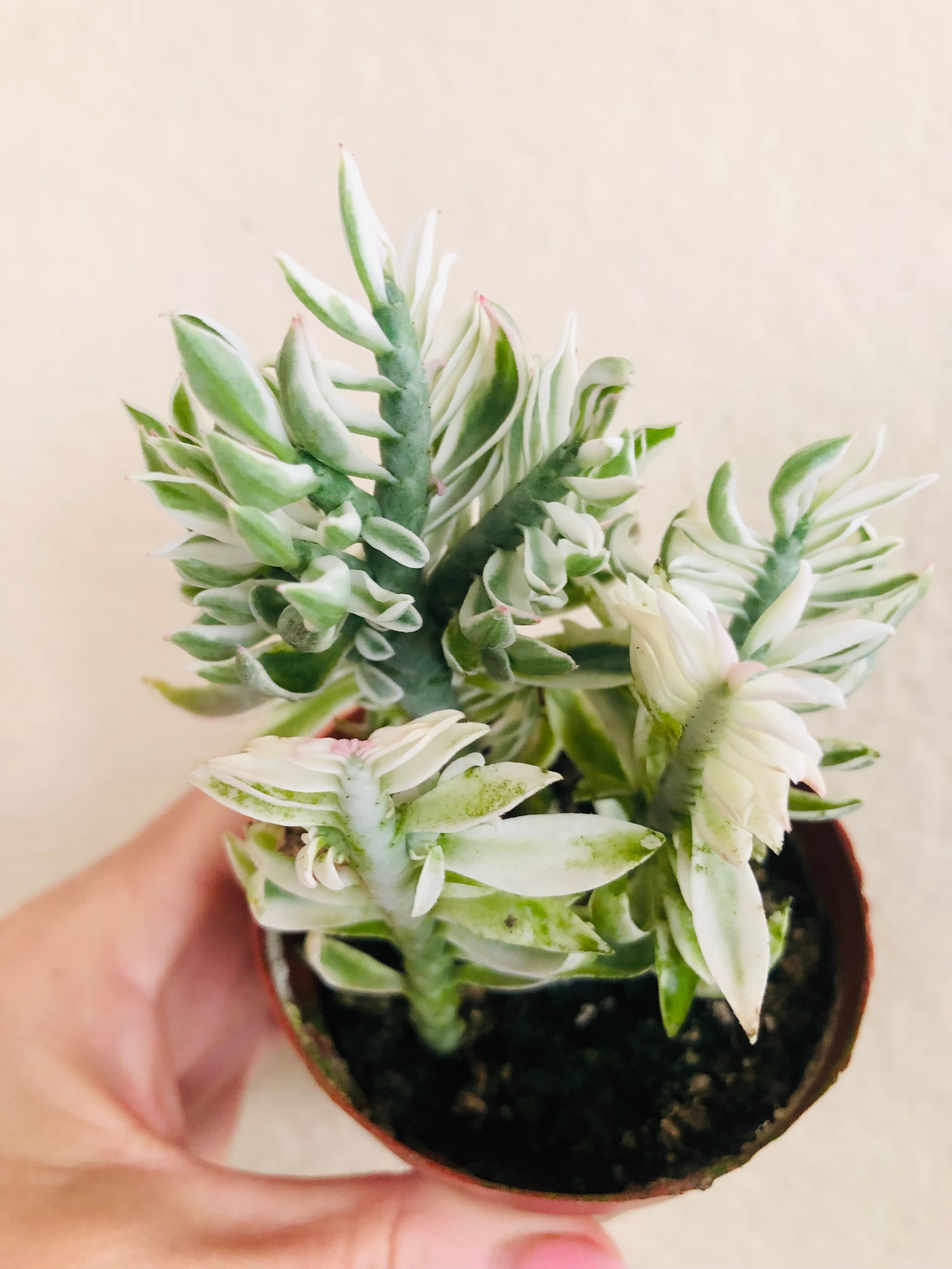 Devil's Backbone Variegated