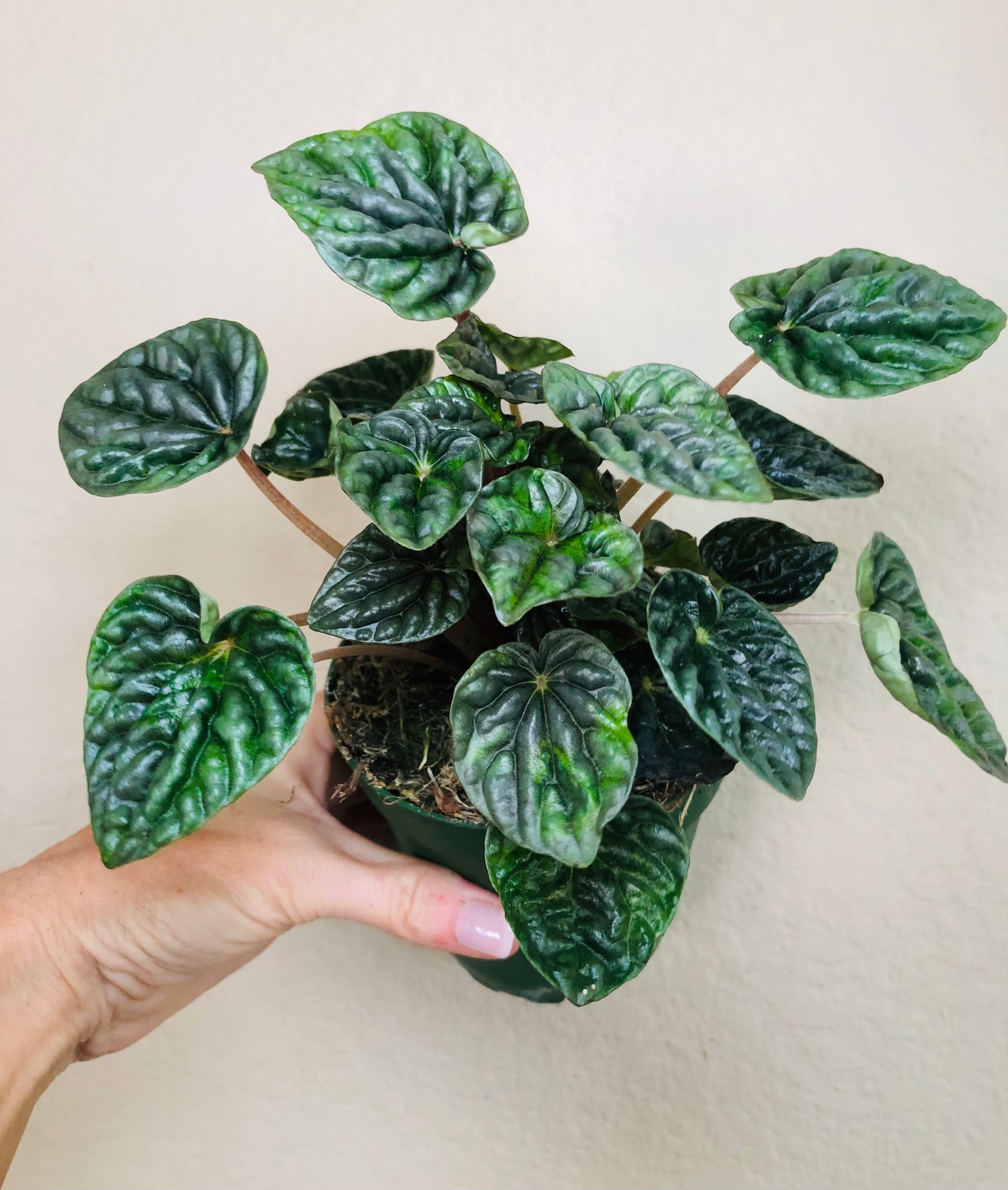 Peperomia 'Luna Grey'