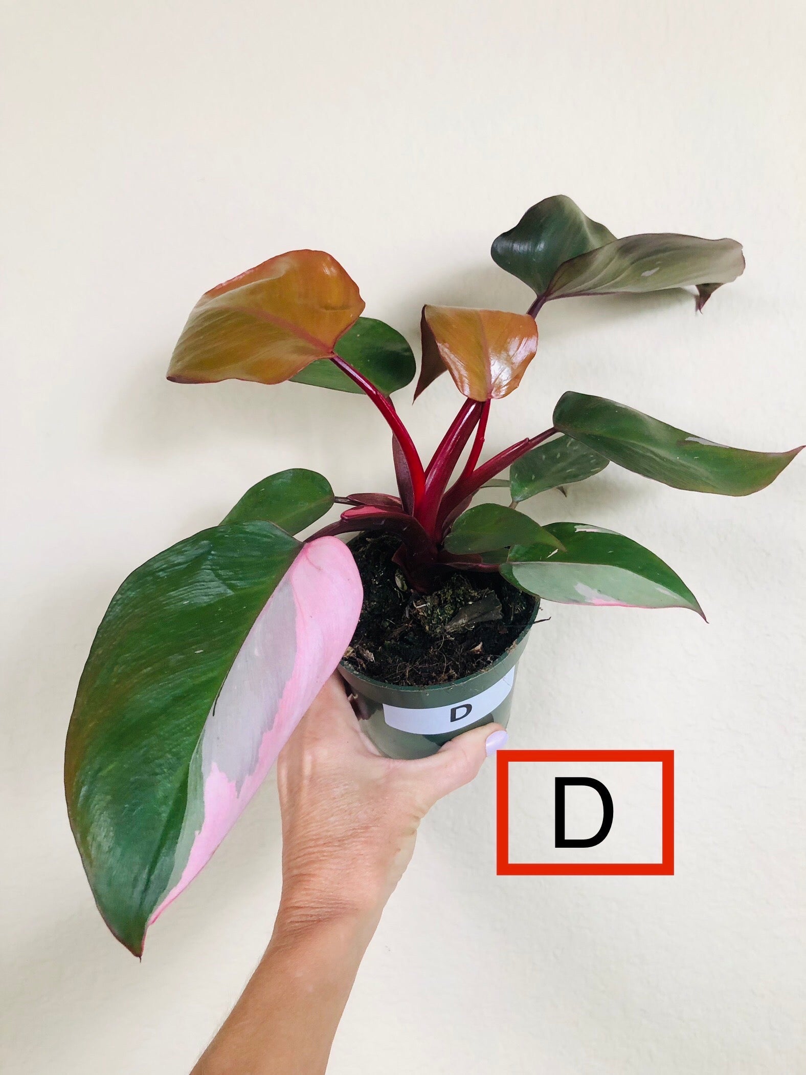 Philodendron 'Pink Princess'