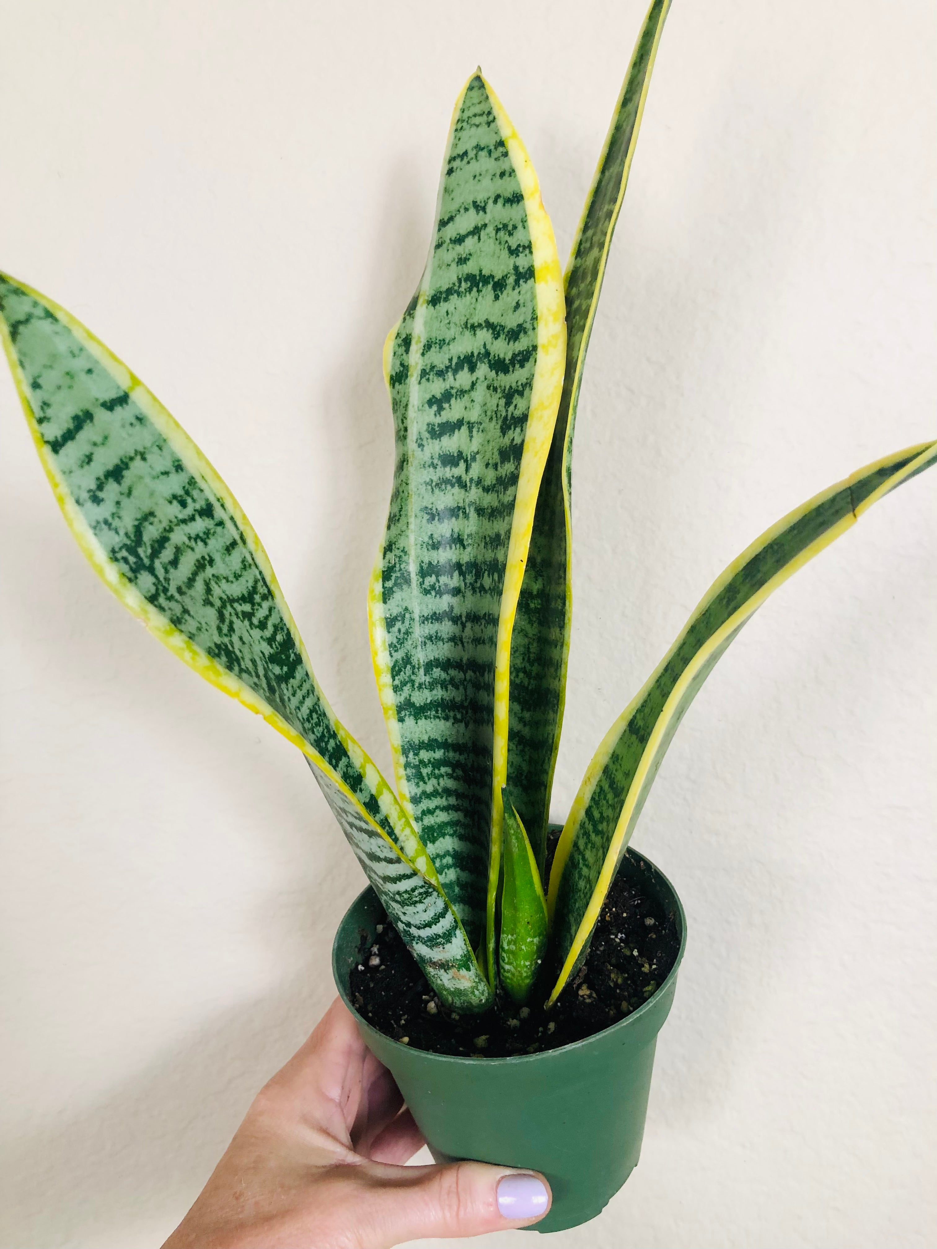 Sansevieria Trifasciata 'Laurentii'